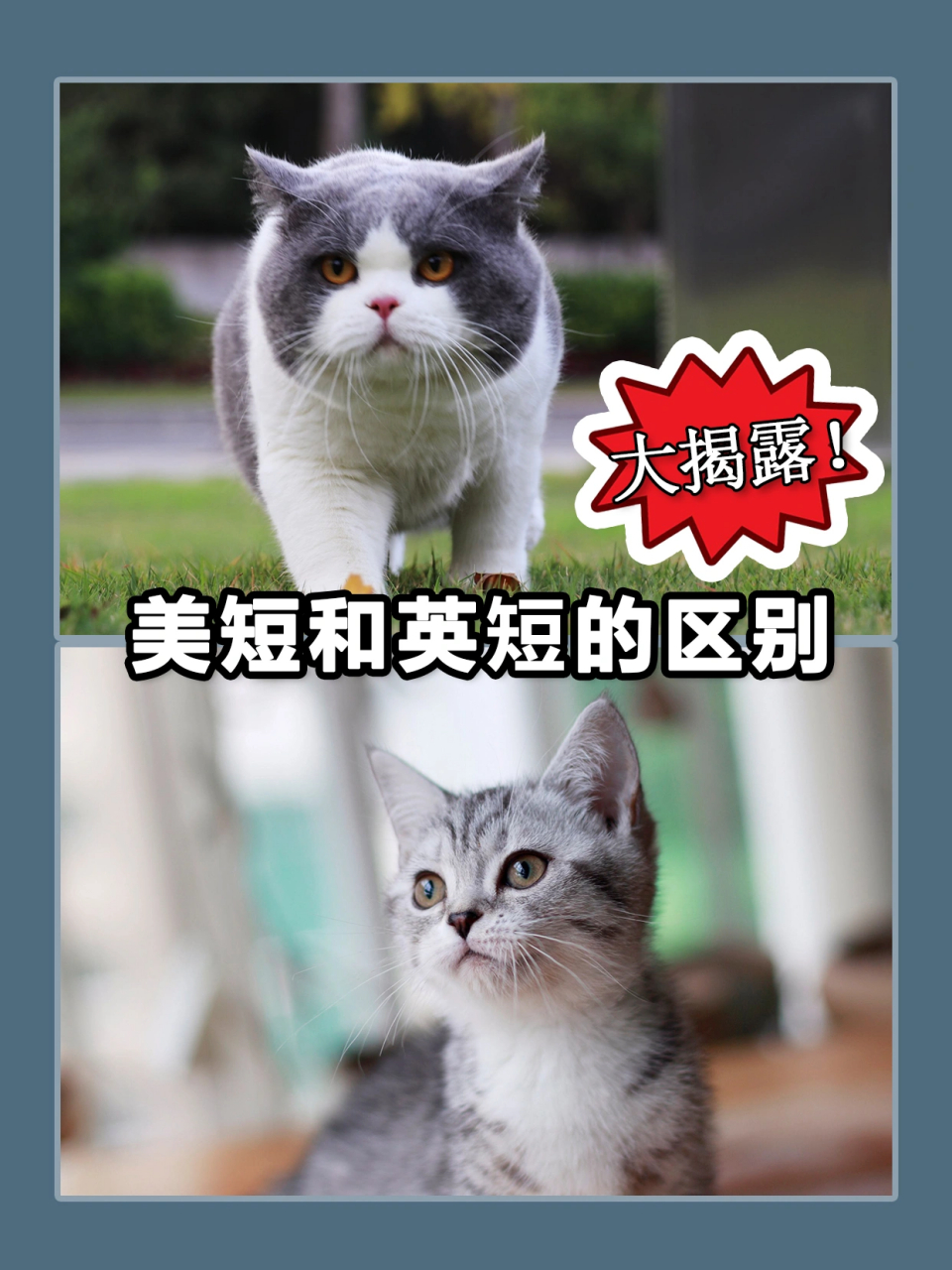美短和英短的区别 大揭露!