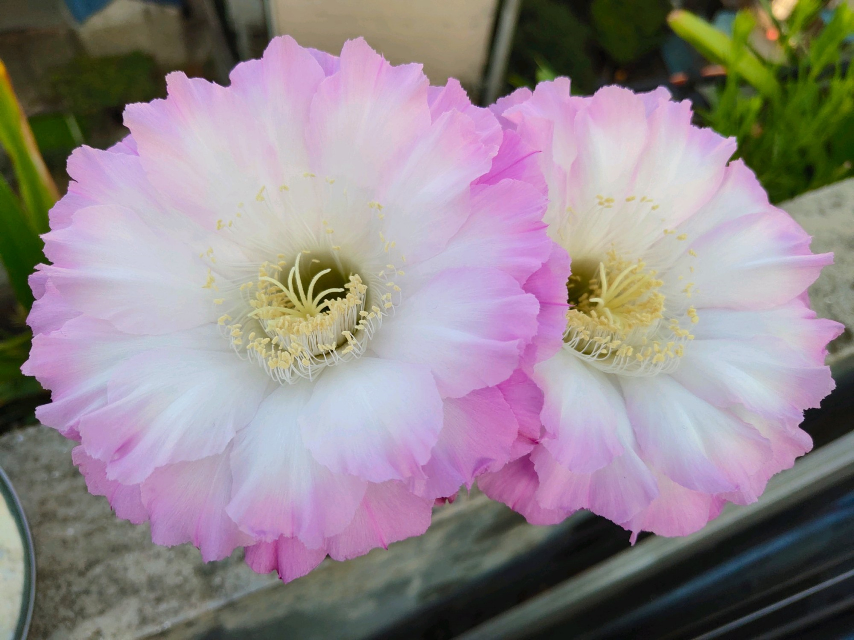 彩草仙人球"舞会",仙气十足的花朵,花径能达到12厘米,又大又美,每年