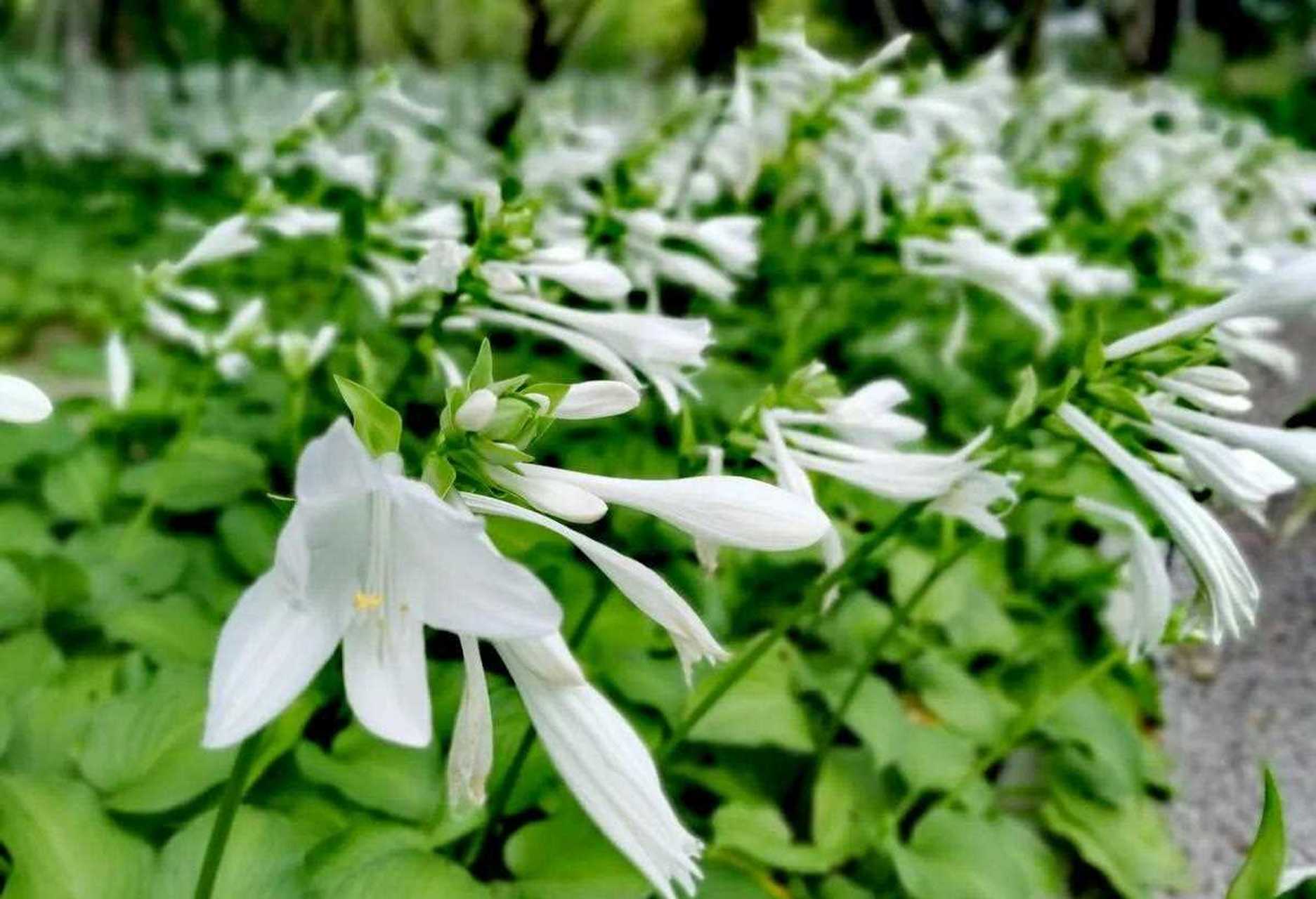 玉簪花又叫白鹤花,花朵好像白鹤一样,洁白素雅,芳香宜人