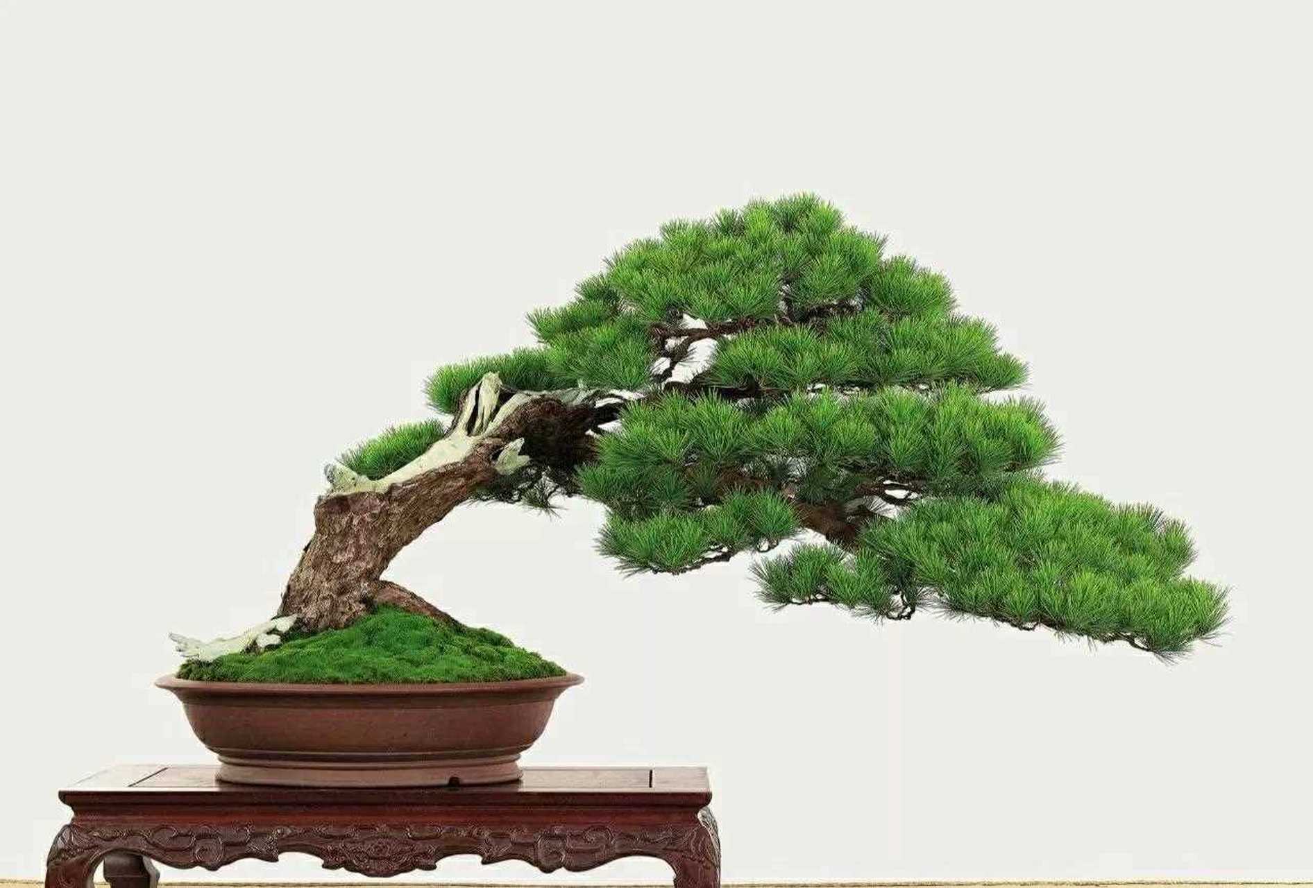 苏辙  精品松柏盆景佳作欣赏