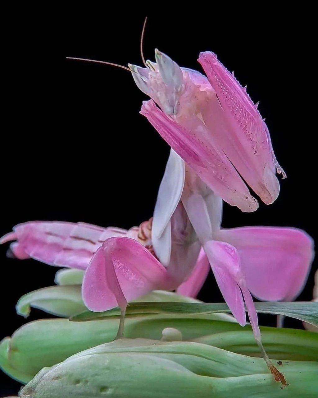 如果螳螂变成粉色,能讨得了你的欢心么?