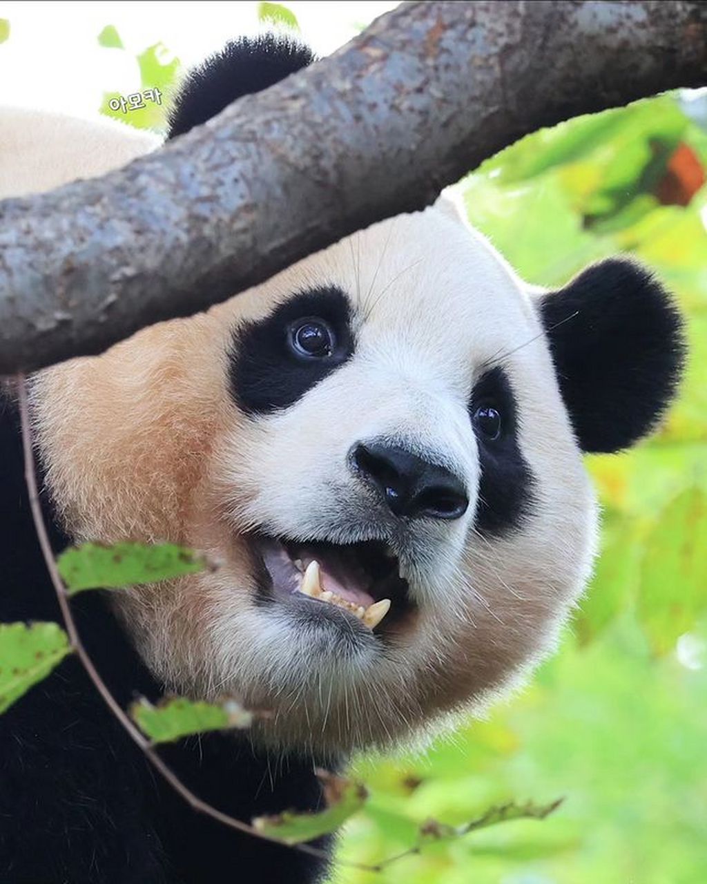 美丽的大脸熊猫——福宝  20230917   cr.