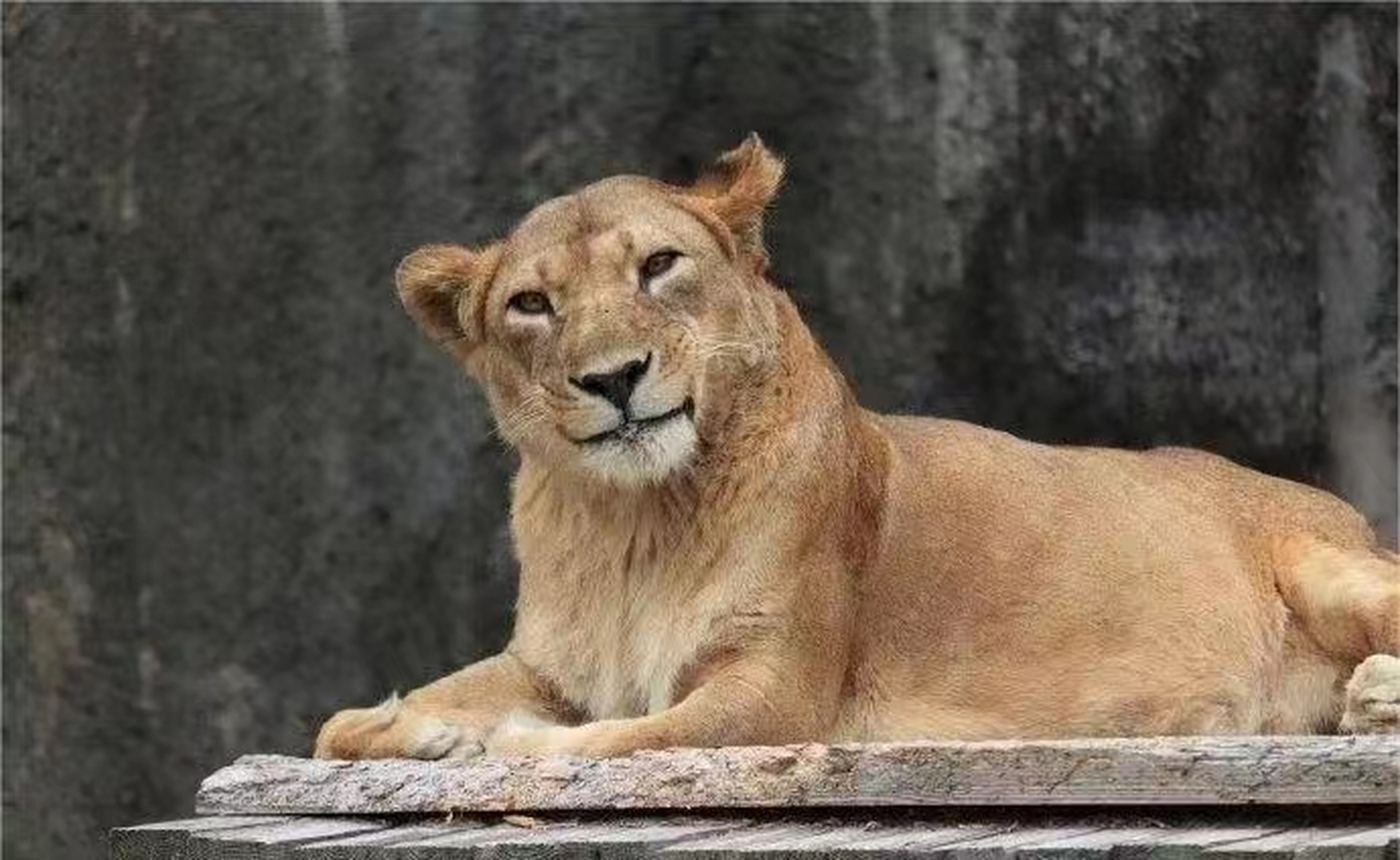 大狮子:你看我可不可爱!