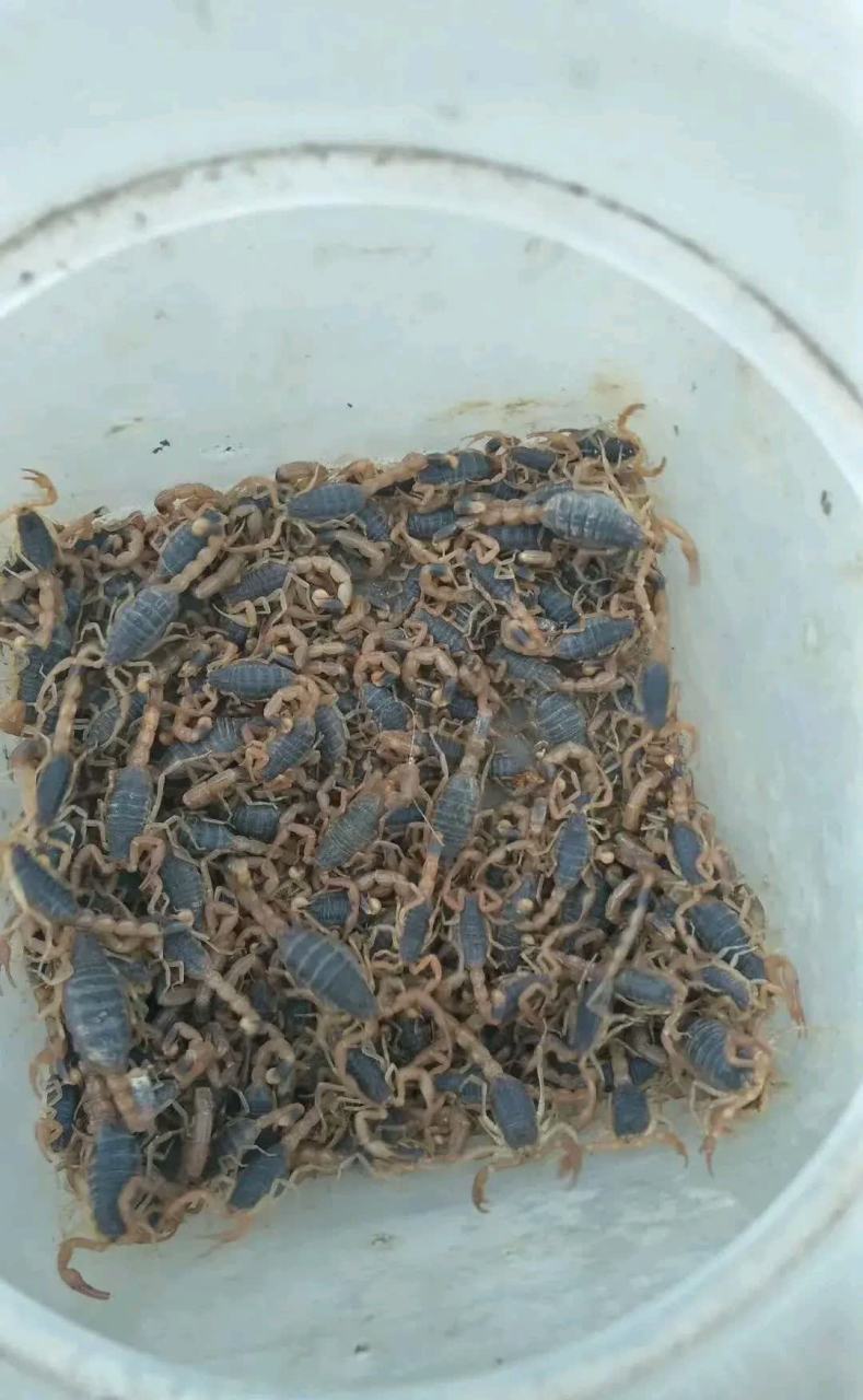 养殖的蝎子有毒吗? 听说养殖这东西月收入一万多.[嘘]