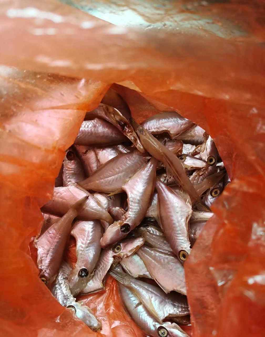 新鲜的特仔鱼,直接焖煮更好吃,也有干的和腌制的,这两种更多的香煎