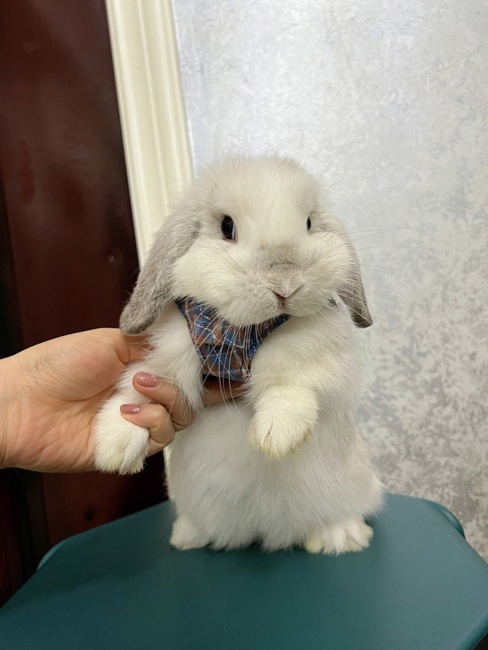 这么可爱的兔兔有人要么? #垂耳兔 #兔兔 #宠物兔 #我家宠物好可爱