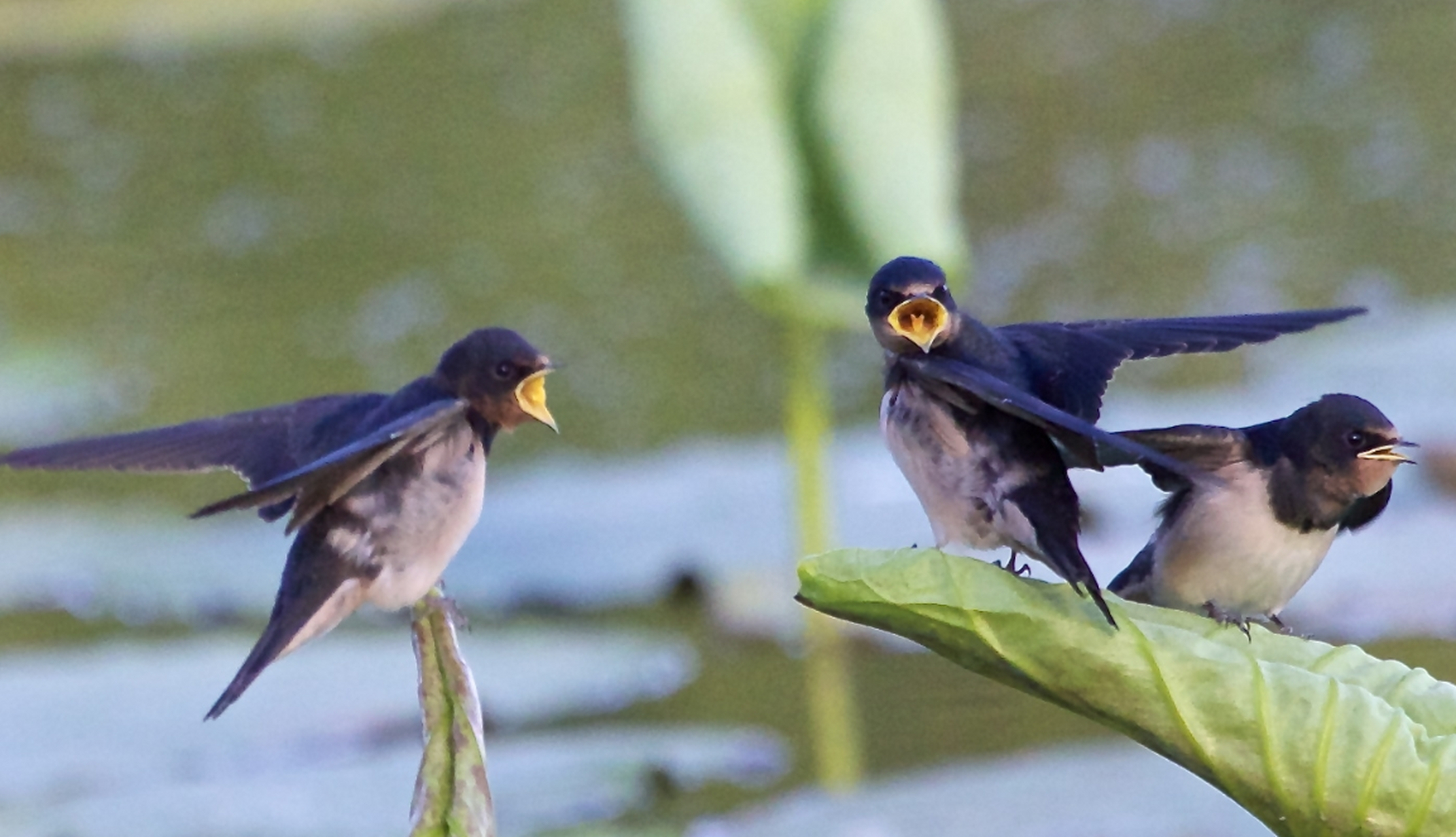 "无脚鸟"雨燕:一辈子都在天上飞,不落地它是怎么繁衍后代的?