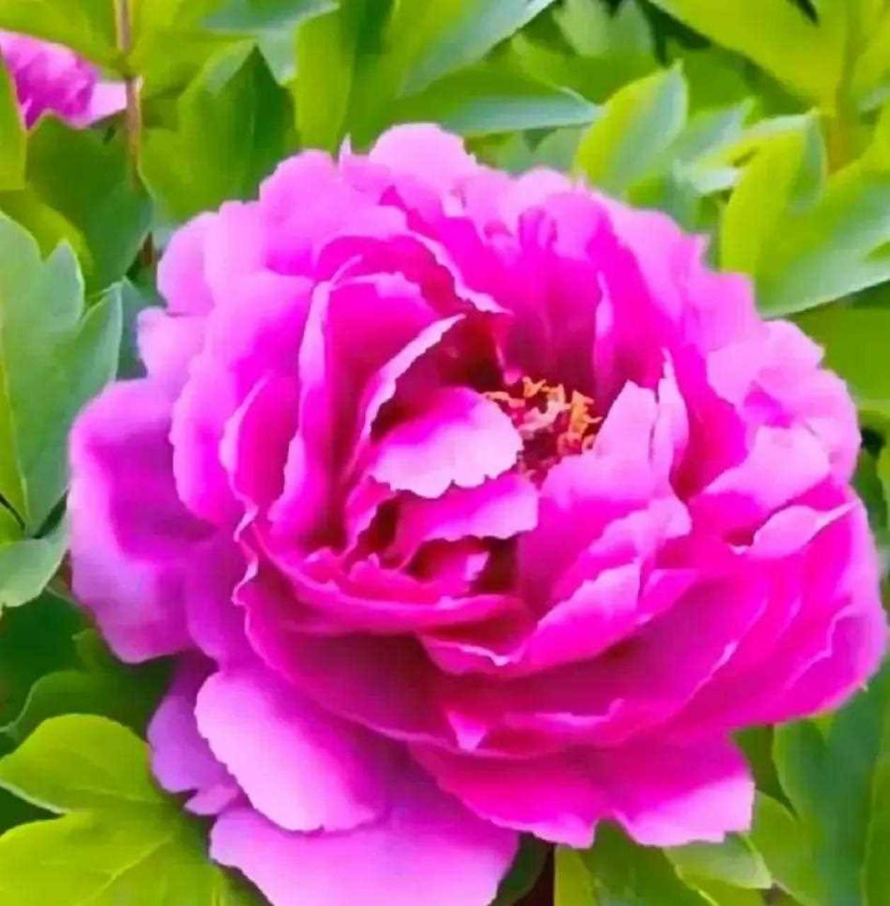 分享图片——花中皇后牡丹花雍容华贵,婀娜多姿色彩鲜艳,端庄高雅魅力