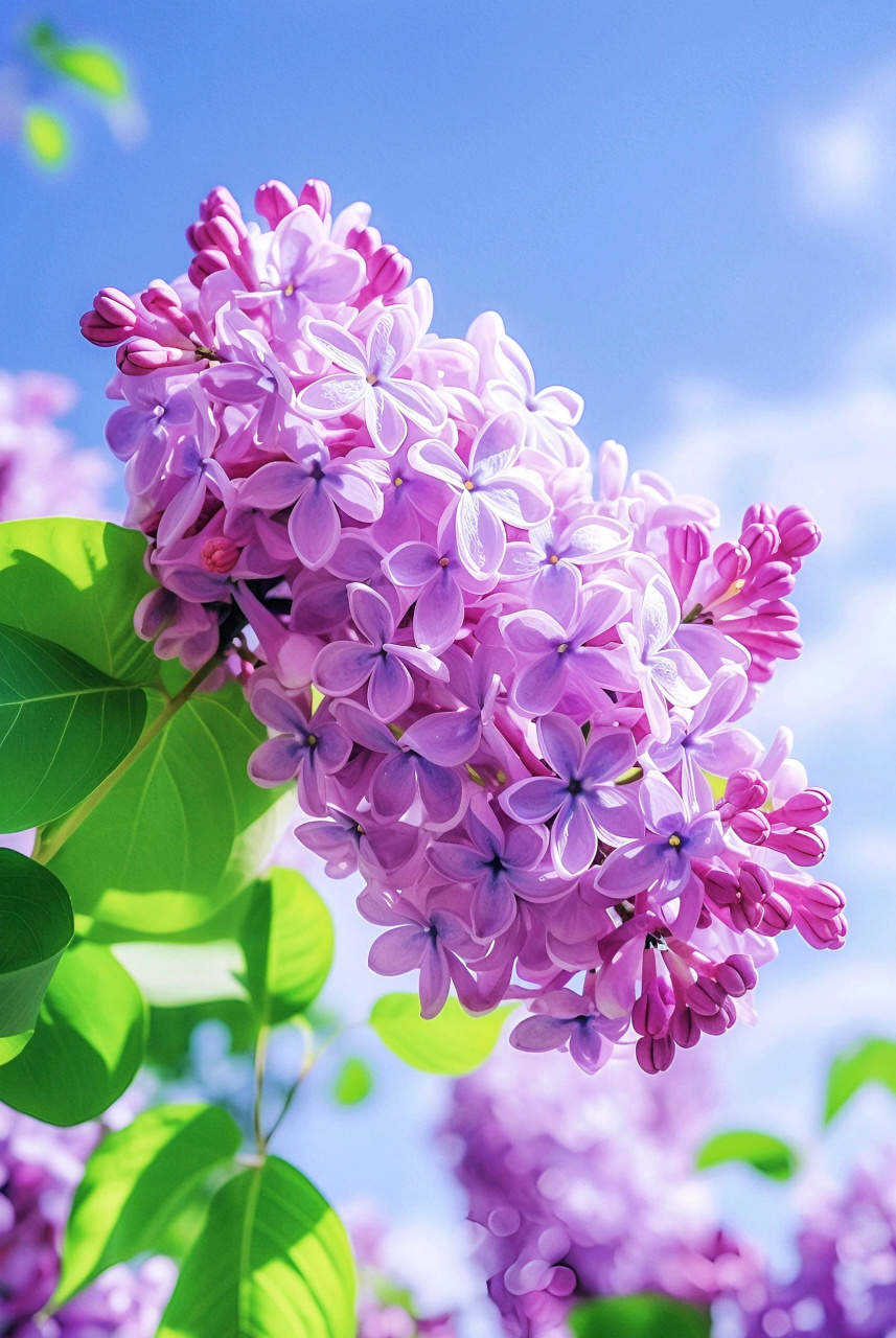 春天有多少种颜色# 烂漫紫色