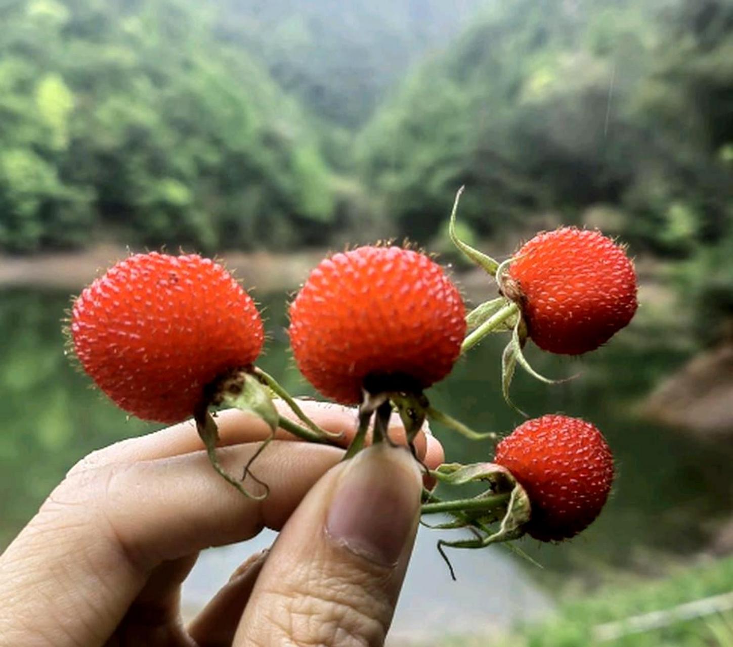 野草莓的药用功效图片