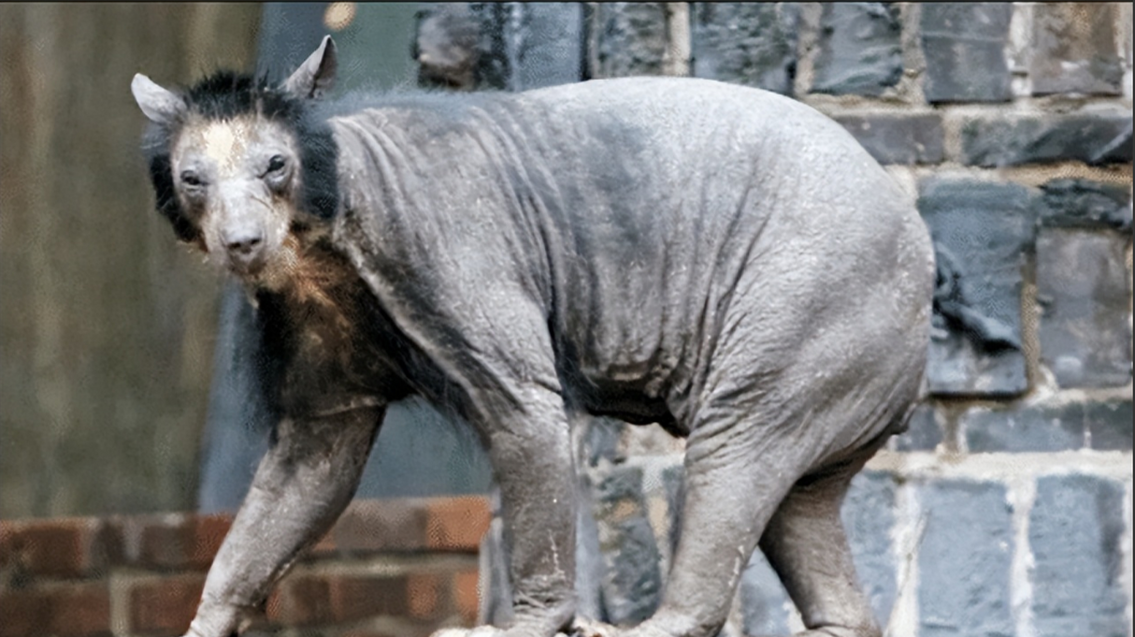 1973年夏,湖北神农架深山老林中,一个偏远的部队正进