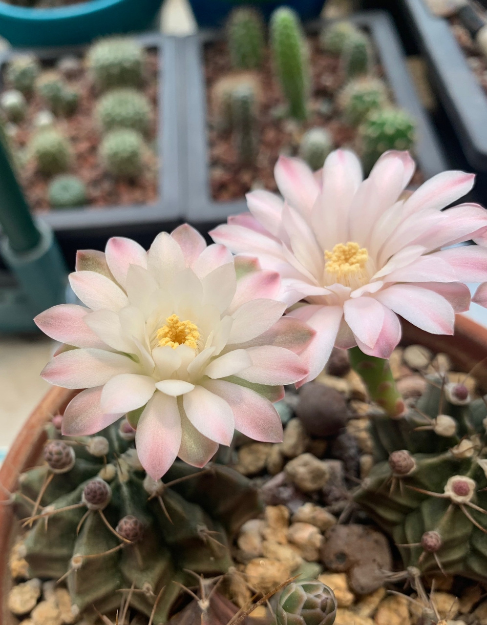 给大家推荐一个很值得养的品种——丽蛇牡丹,裸萼球属,球体圆润,小巧