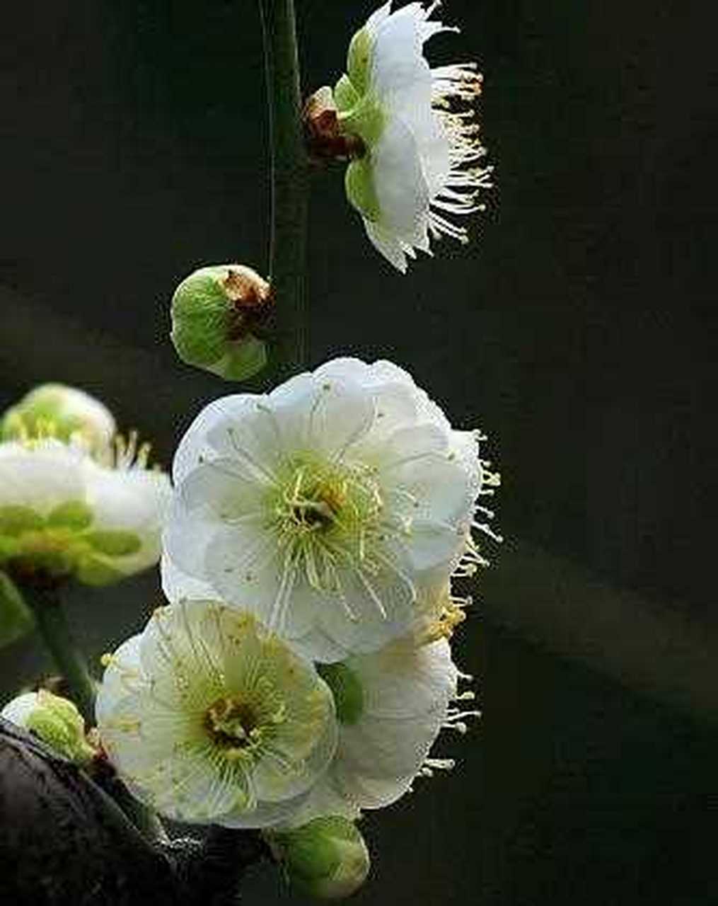 绿梅属于梅花中的娇娇者,开花的时候清新淡雅,超凡脱俗,总能给人很美