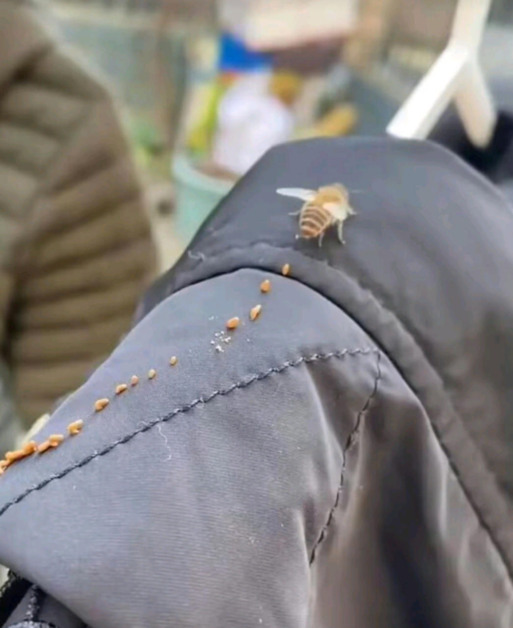 第一次看到蜜蜂拉便便……但是拉在我衣服上了