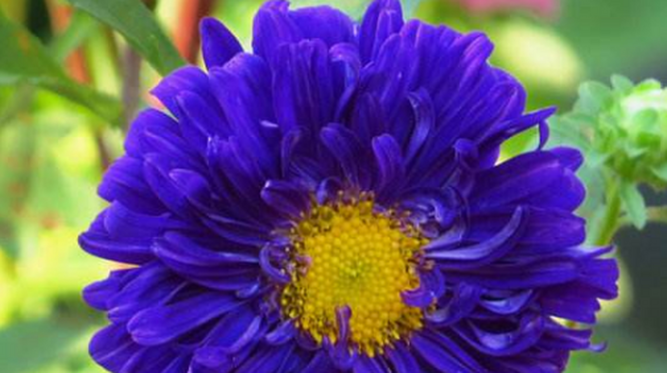 花叶清新匀称,植物姿态活泼别致,花色极其多样,具有花的魅力和花的