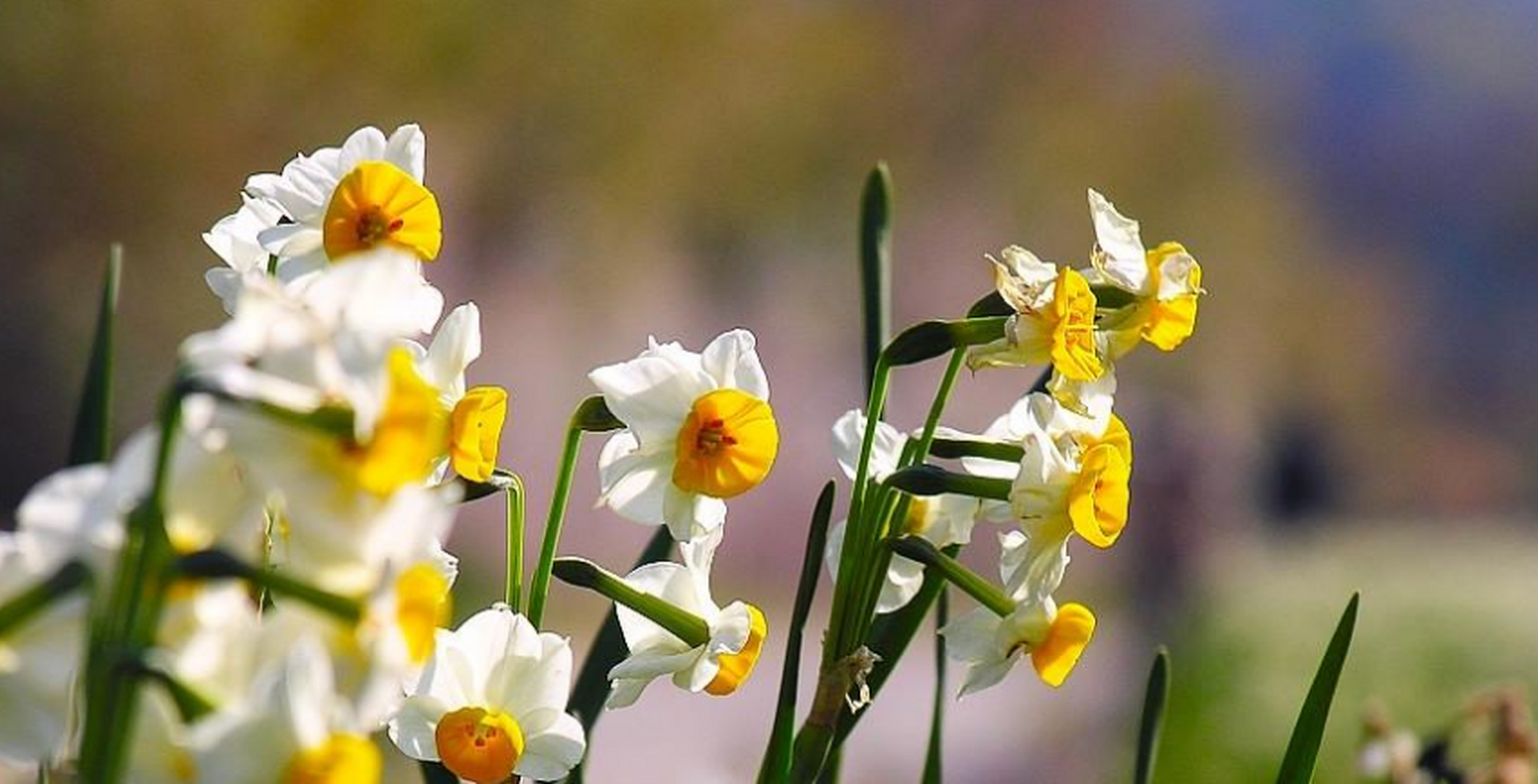 水仙,又名中国水仙,是石蒜科水仙属多年生草本植物,是一种观赏花卉.
