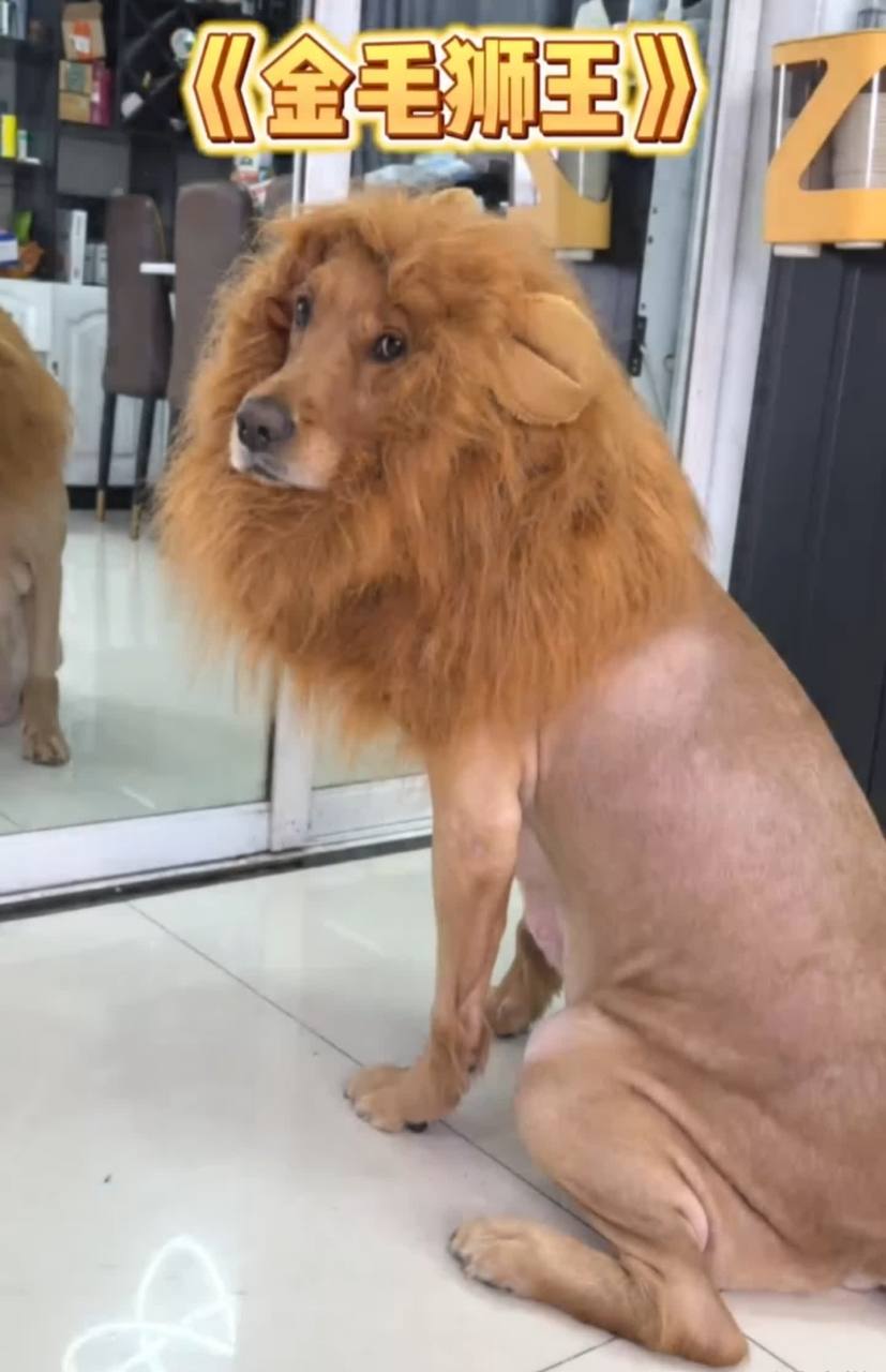 《金毛狮子王》【左捂脸】[微笑]