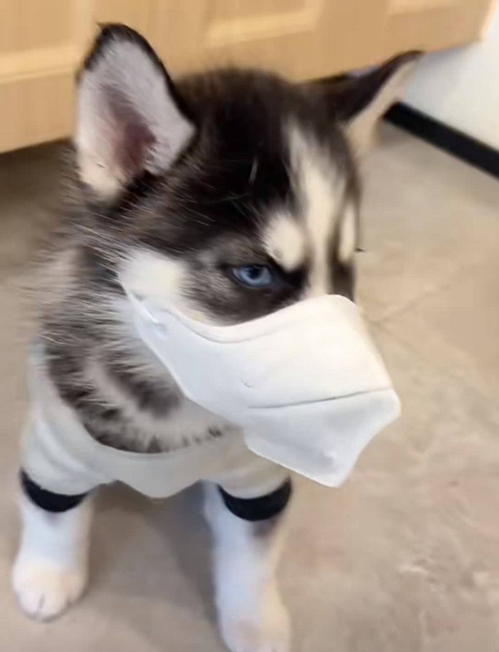 哈士奇戴口罩帅气!哈哈哈[大笑][大笑]#搞笑