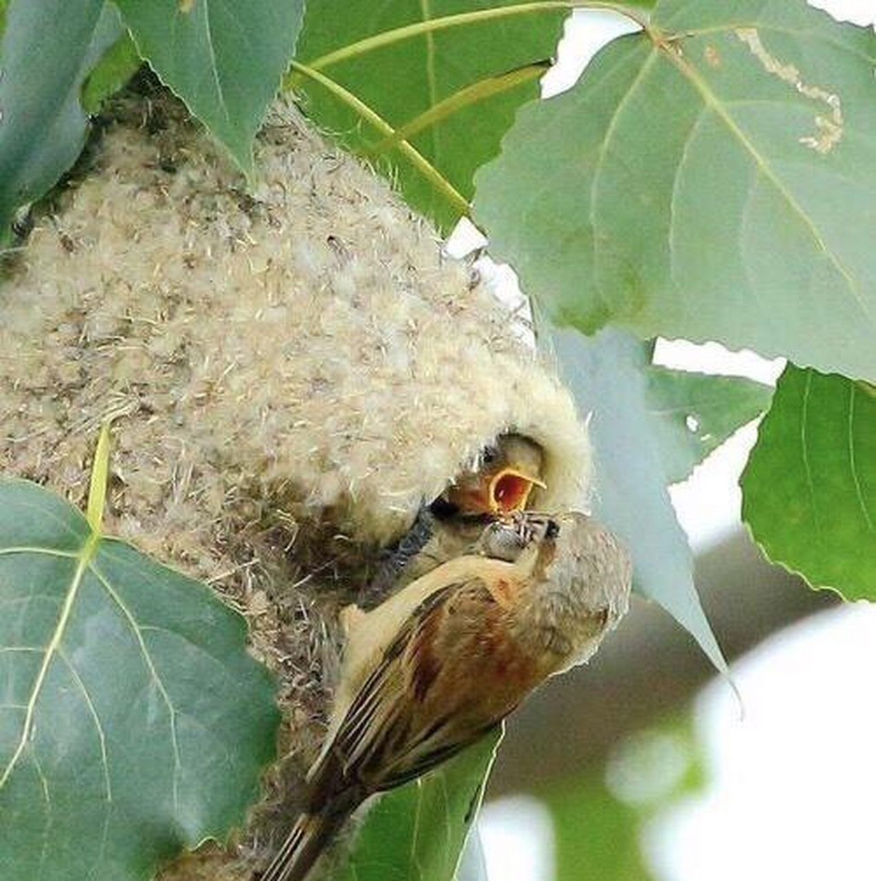 织巢鸟,自然界的建筑师.原来造房子是与生俱来的本领!