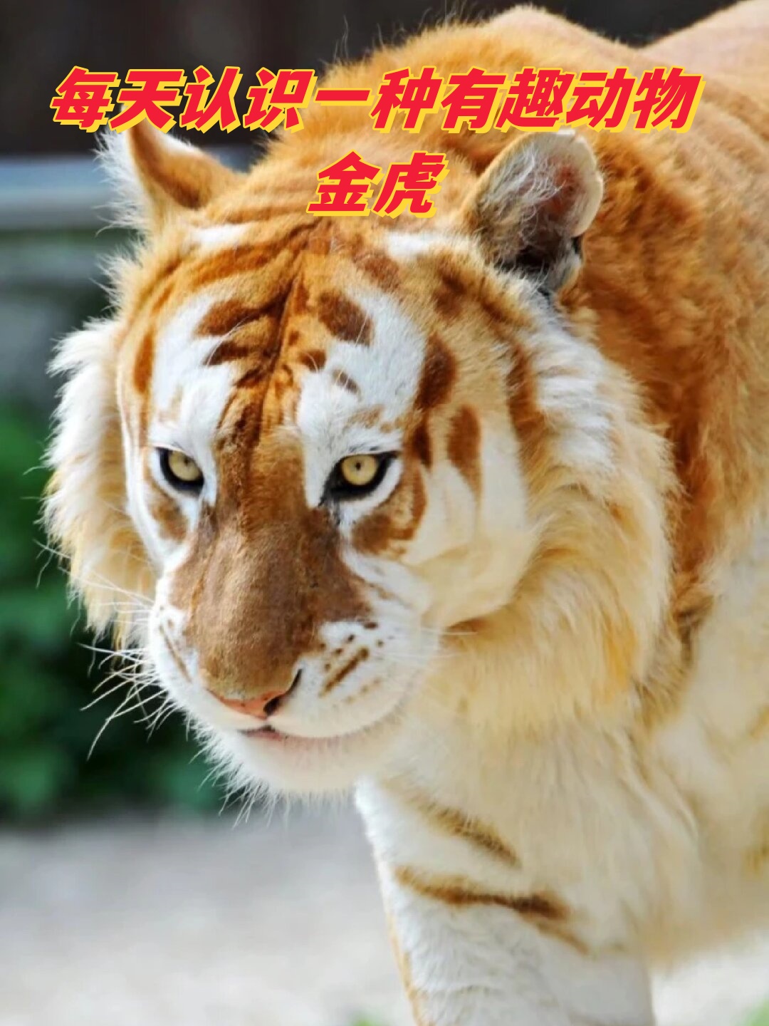 野生金虎已经灭绝,数量比雪虎更加稀少,是世界珍稀动物