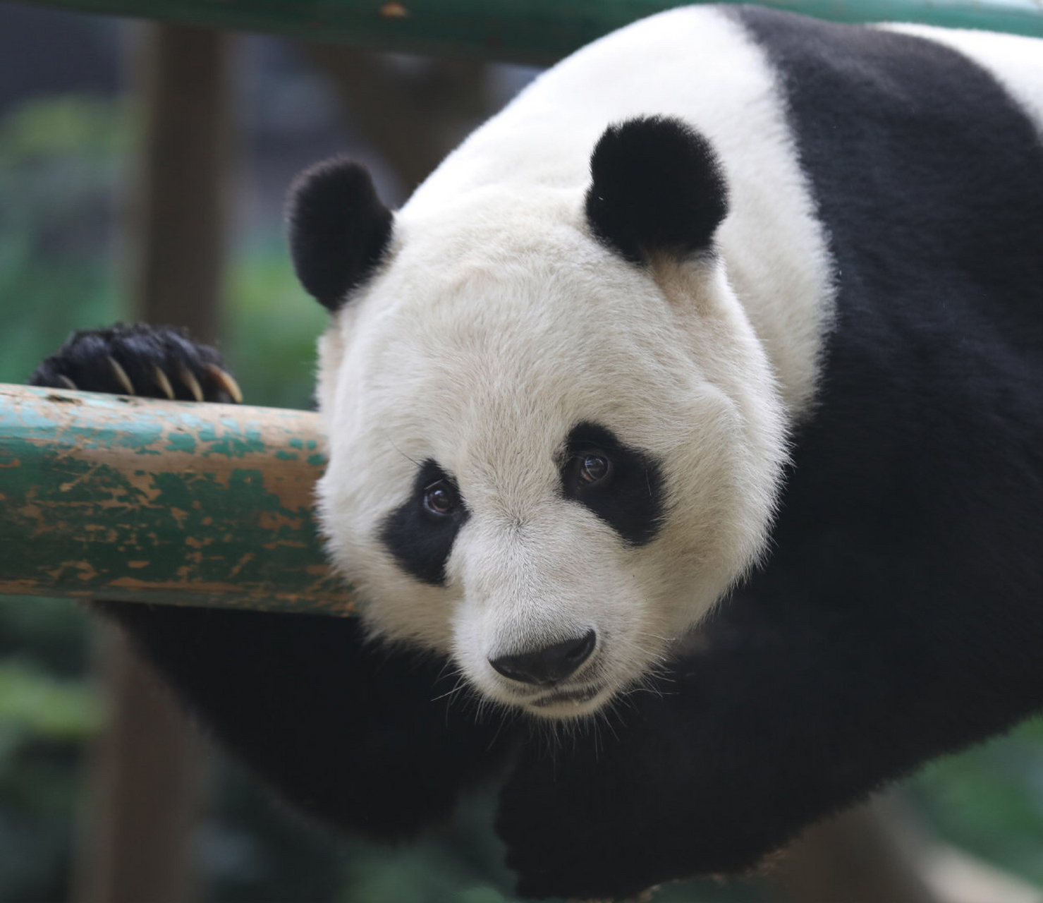 hi,我是熊猫:明浜0202今年17岁,现居住在:广西省柳州动物园
