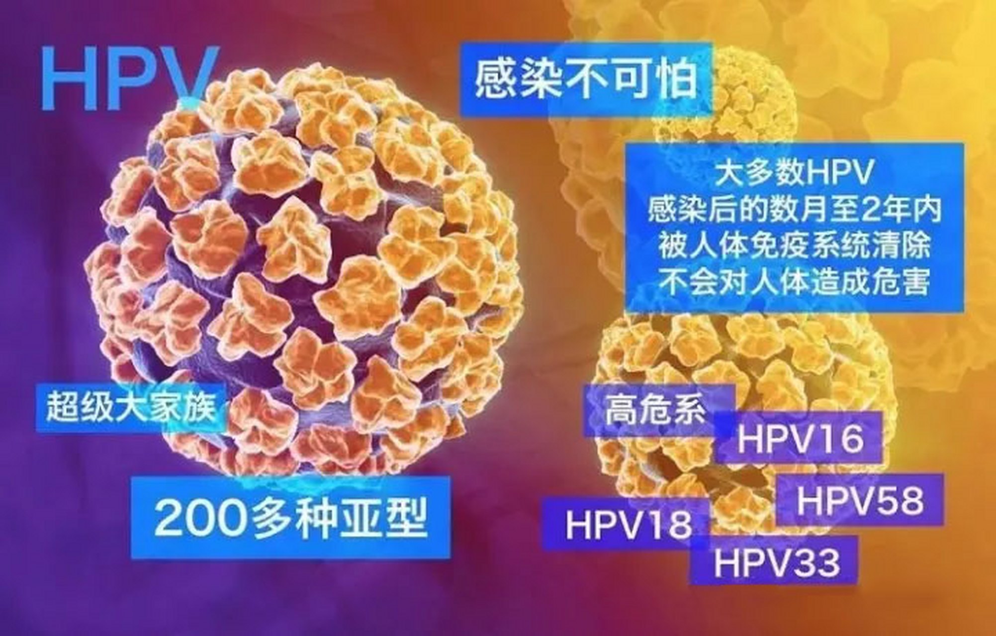 hpv16,hpv18是高危型宫颈癌病毒,如果高危型hpv病毒持续感染,会增加