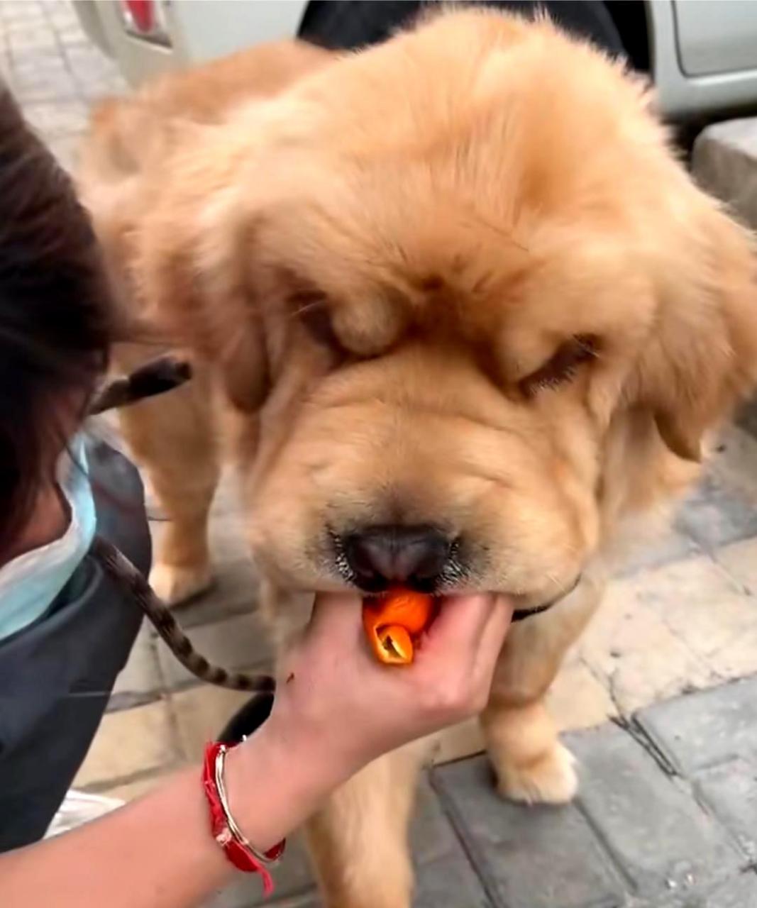 这是金毛外遇还是松狮出轨?