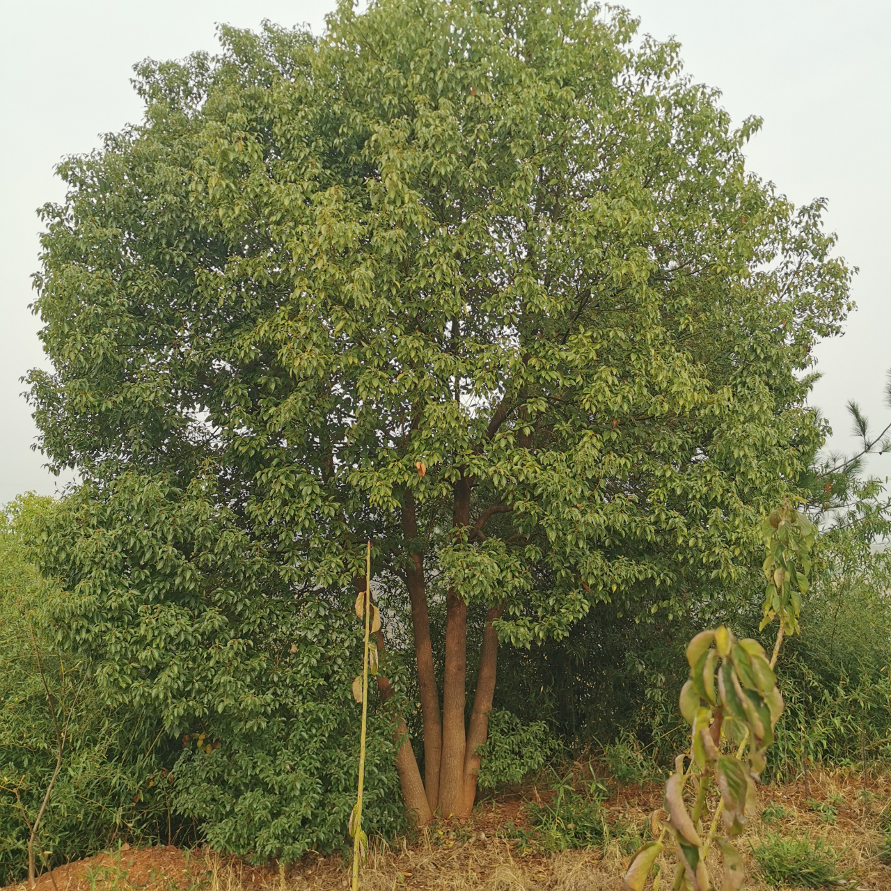 现存苗木中有乌桕 ,香樟 ,丛生朴树,榉树,娜塔栎等各规格品种,本苗圃