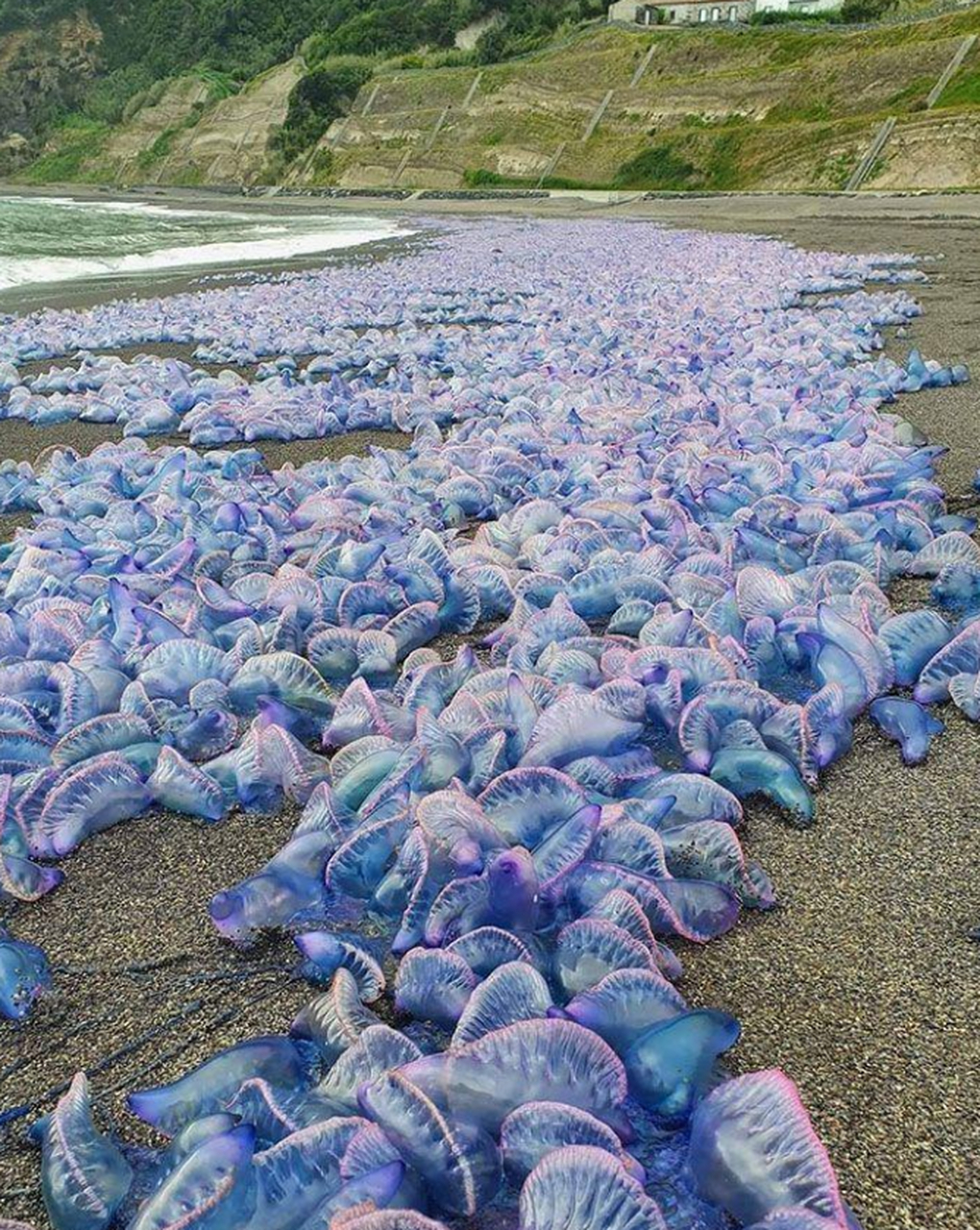 一大堆僧帽水母被冲到了沙滩上,这是海洋中的一种剧毒水母,要是有人不