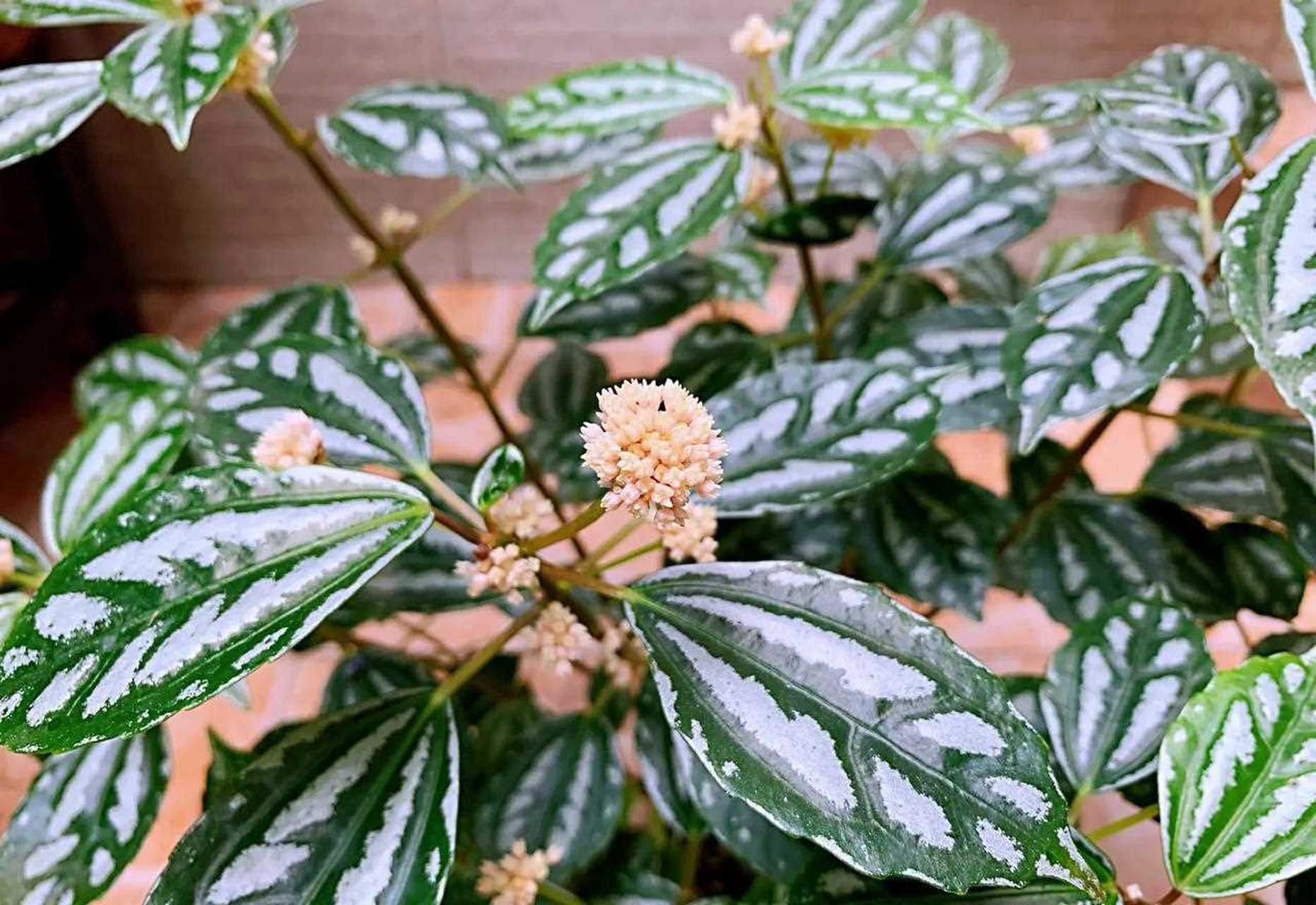 冷水花什么时候开花