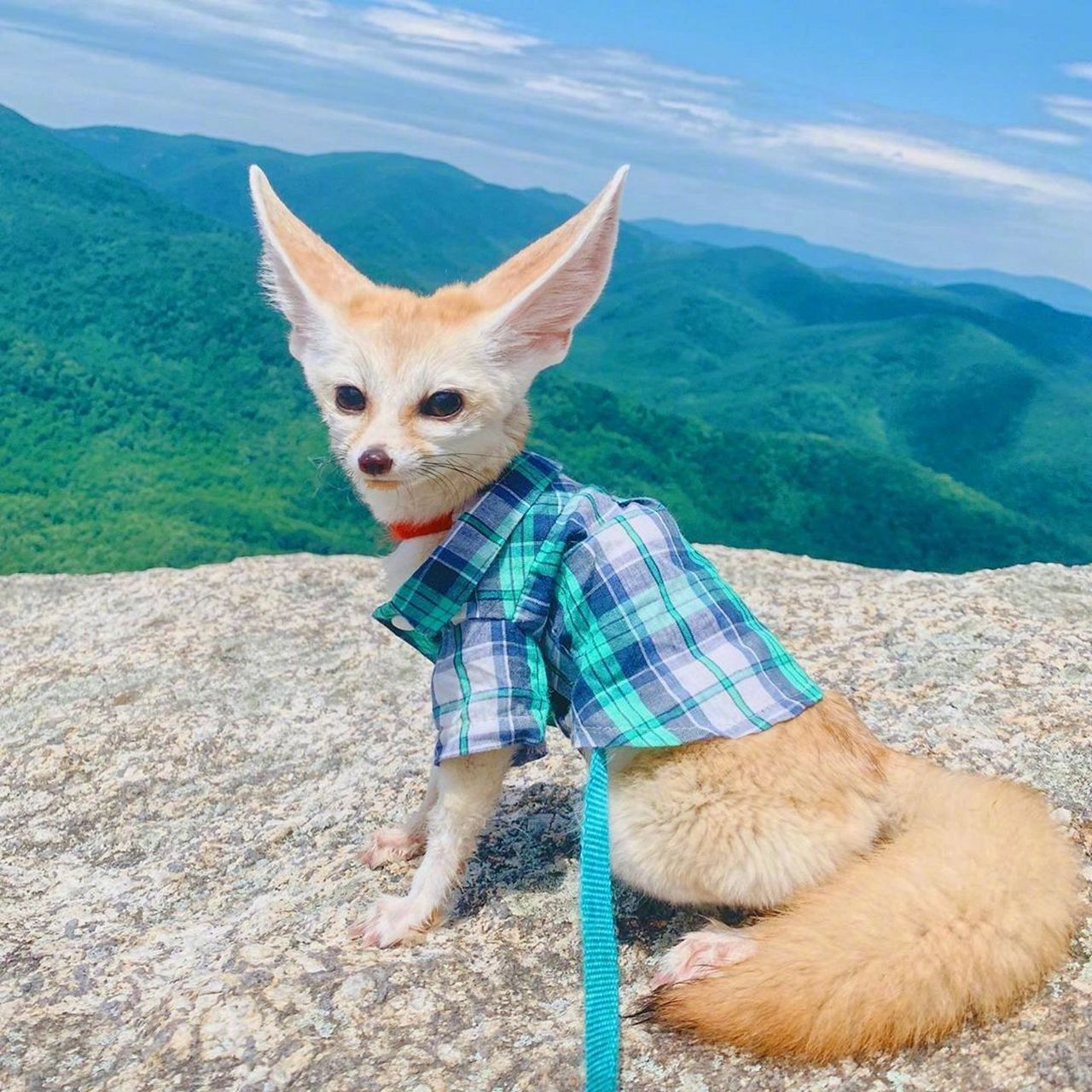 疯狂动物城芬尼克—耳廓狐 耳廓狐(学名:vulpeszerda) 在《疯狂动物城