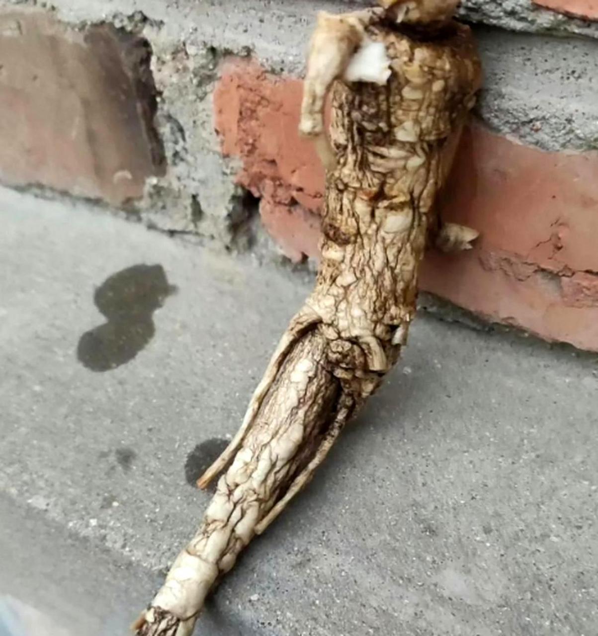 难道这就是传说中的长生不老之草——人参万年?