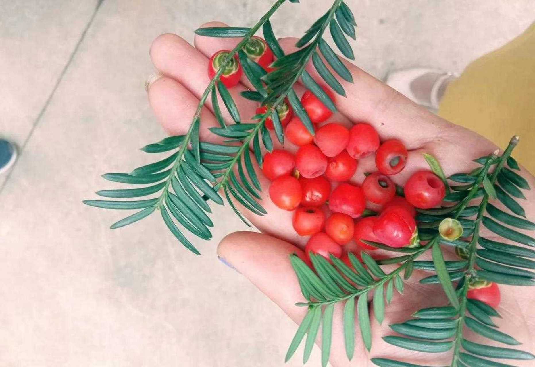 希望我家的也快快结果[已阅]