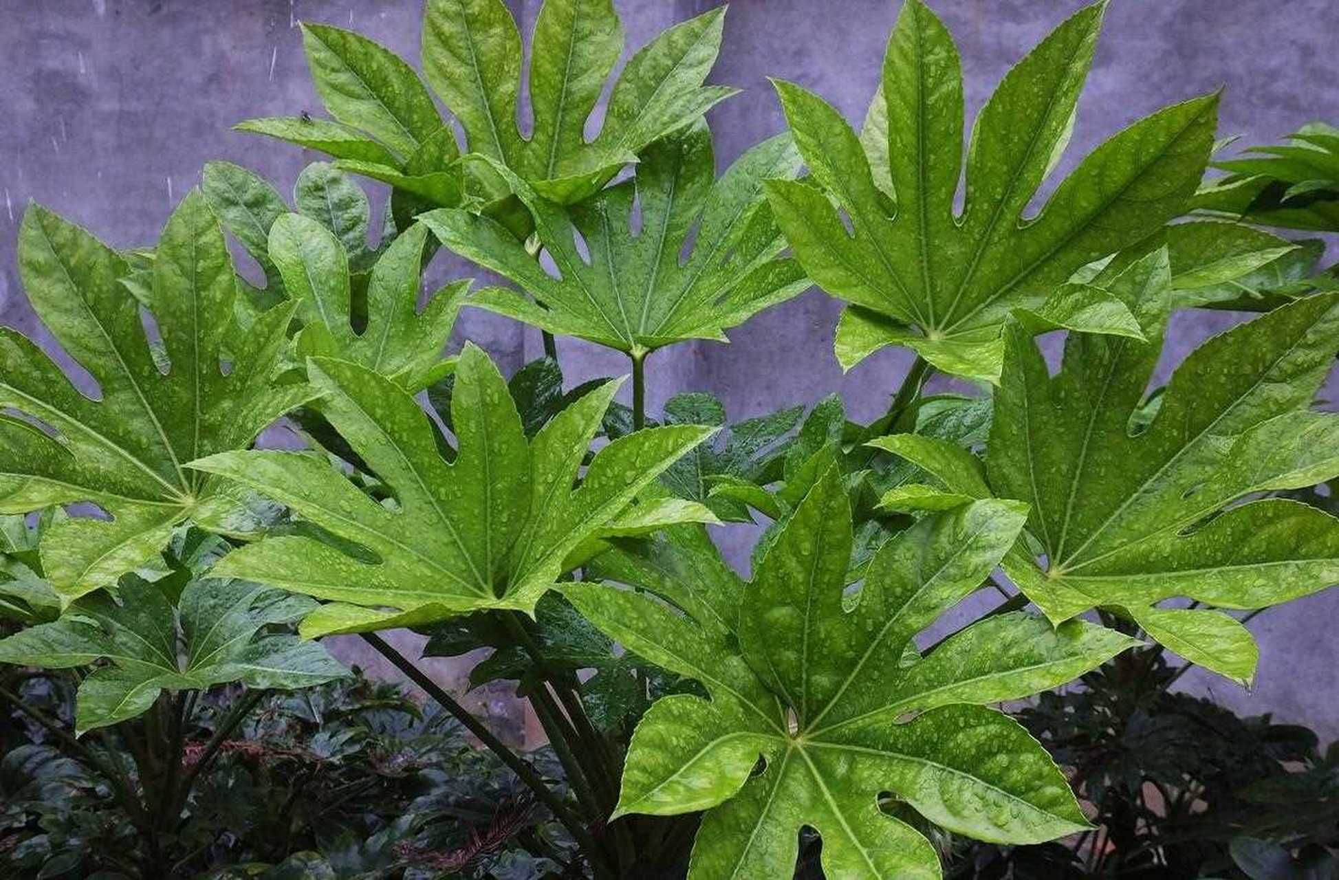 八角金盘四季常青,叶片硕大.