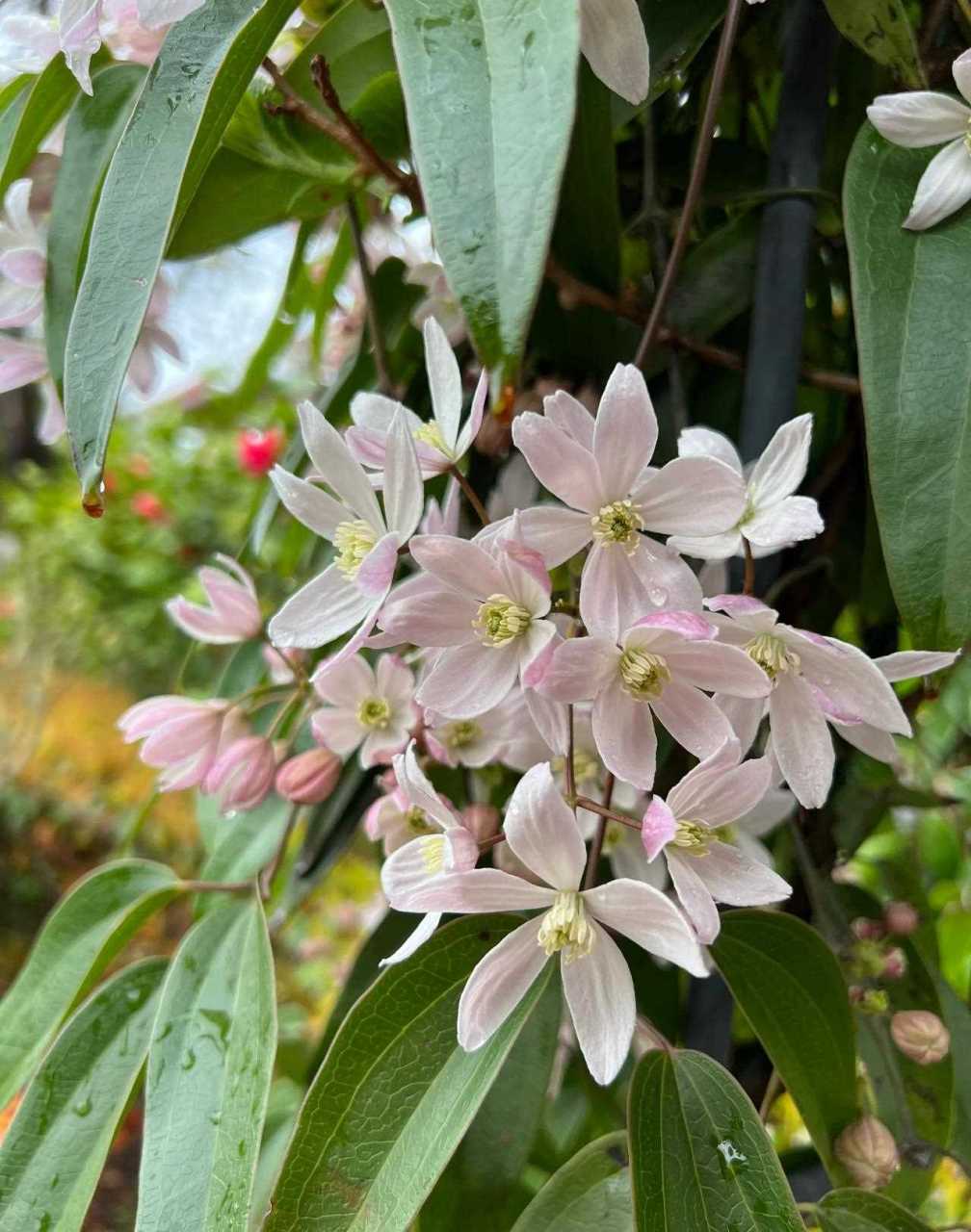 常绿铁线莲苹果花   我种路边就是给路人看的[灵光一闪]