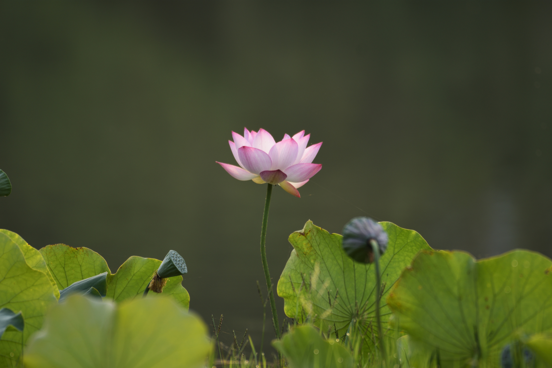 爱莲说# 夏至荷花盛开的时节,北宋理学家周敦颐的《爱莲说》"出淤泥