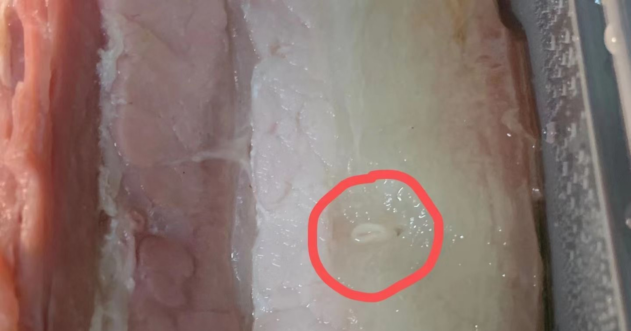近日,同济大学学生午餐疑似吃出猪肉绦虫的卵,然后发在论坛上吐槽