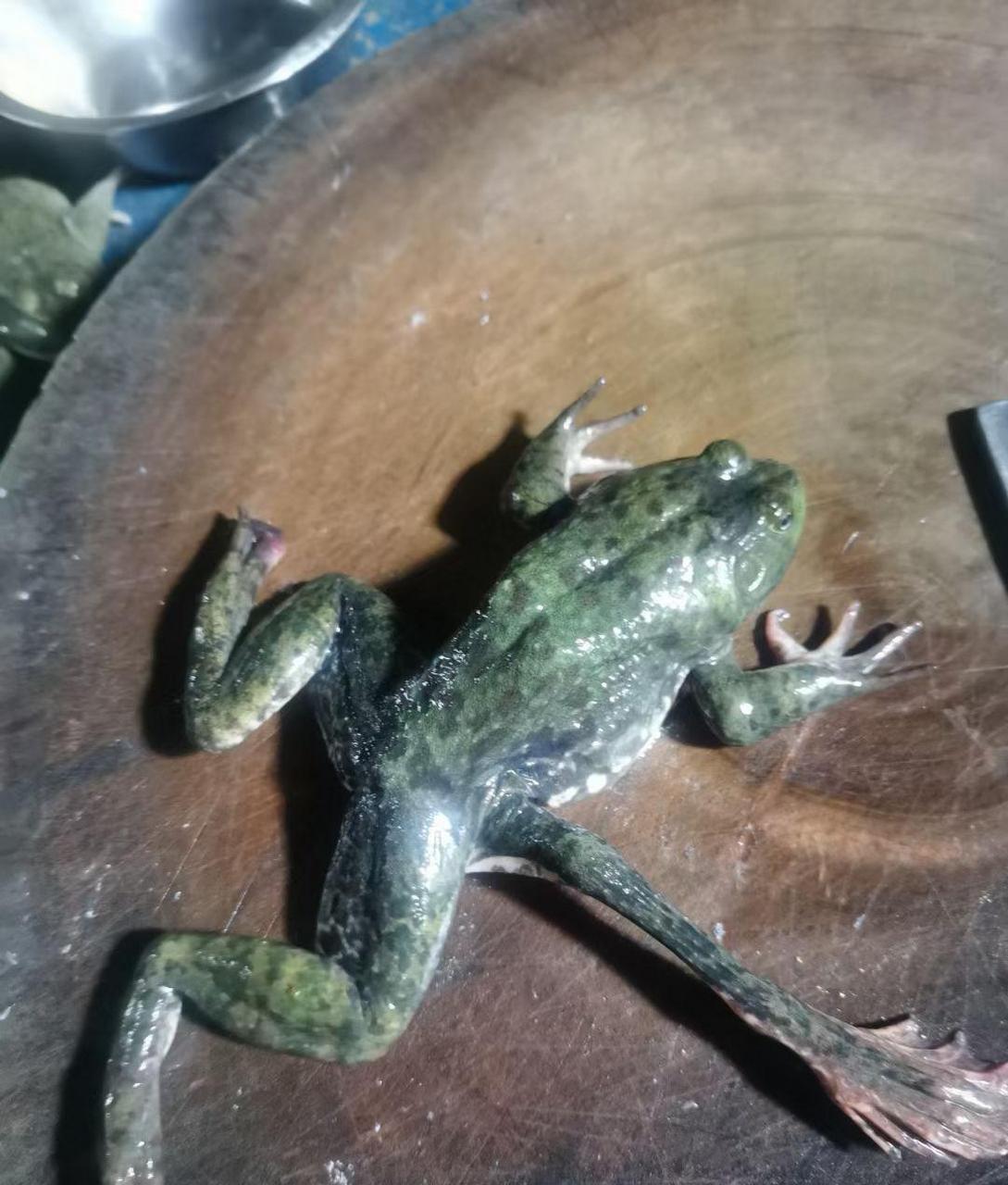 都说三条腿的青蛙不好找,这是个啥?[大笑]