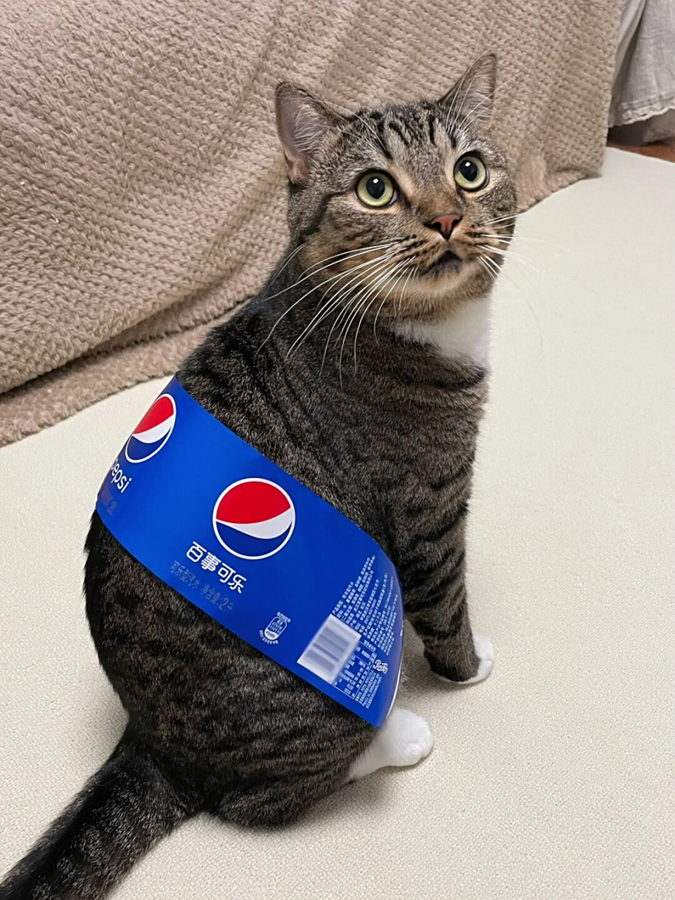 算了,你肯定觉得可乐猫没意思  04可乐猫第二弹 04610903