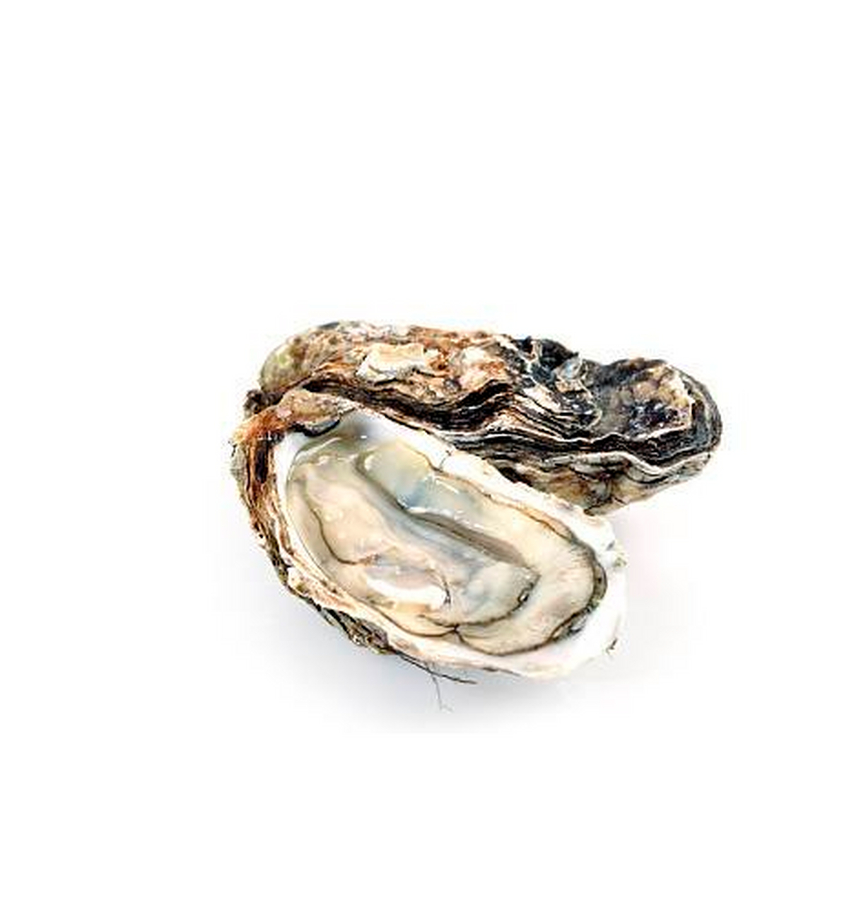 浅析中医对牡蛎的认知,牡蛎的功效与作用原来这么多 牡蛎,气平微寒,味