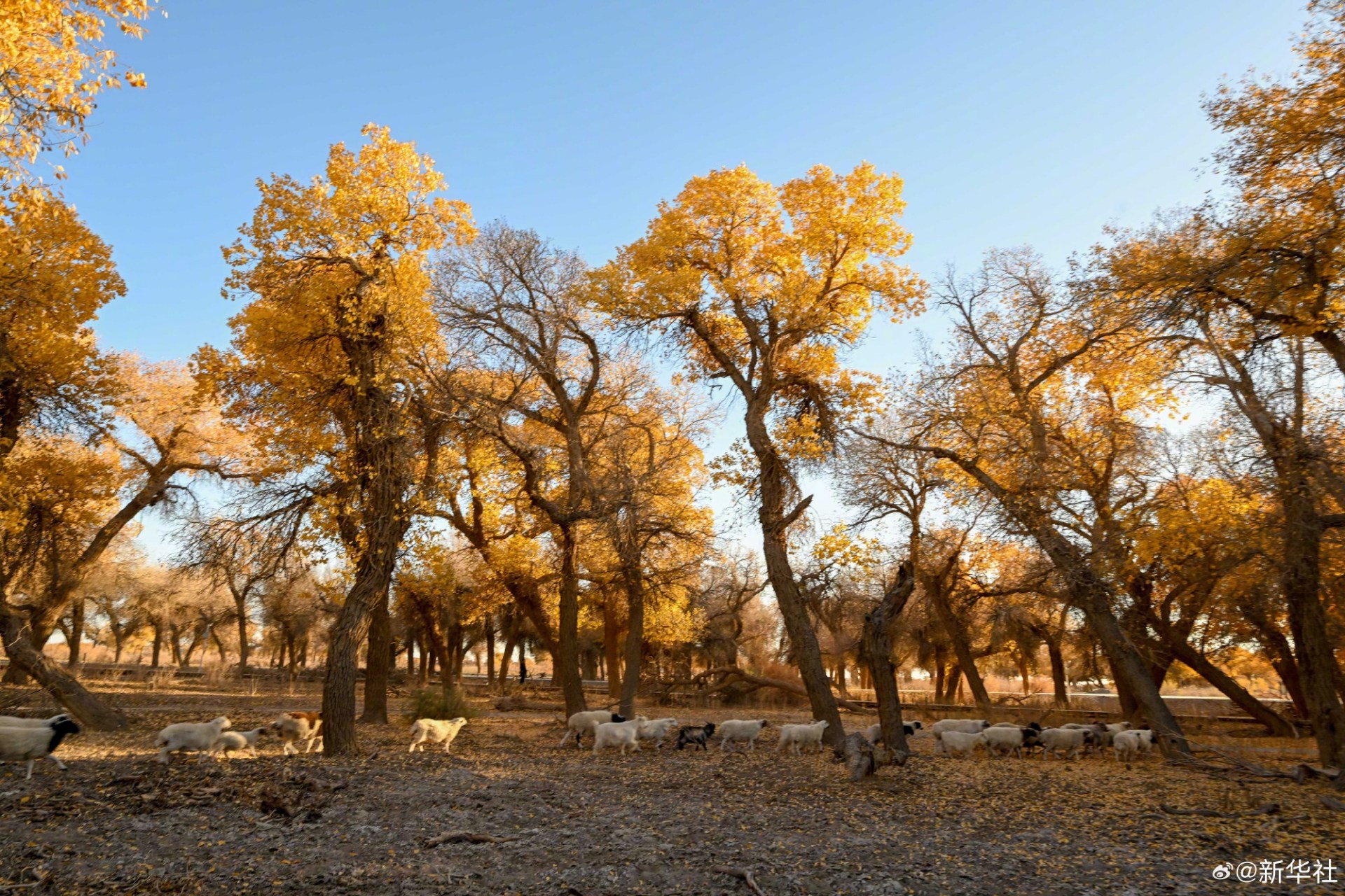 内蒙古自治区阿拉善盟额济纳旗的胡杨林披上"金装"
