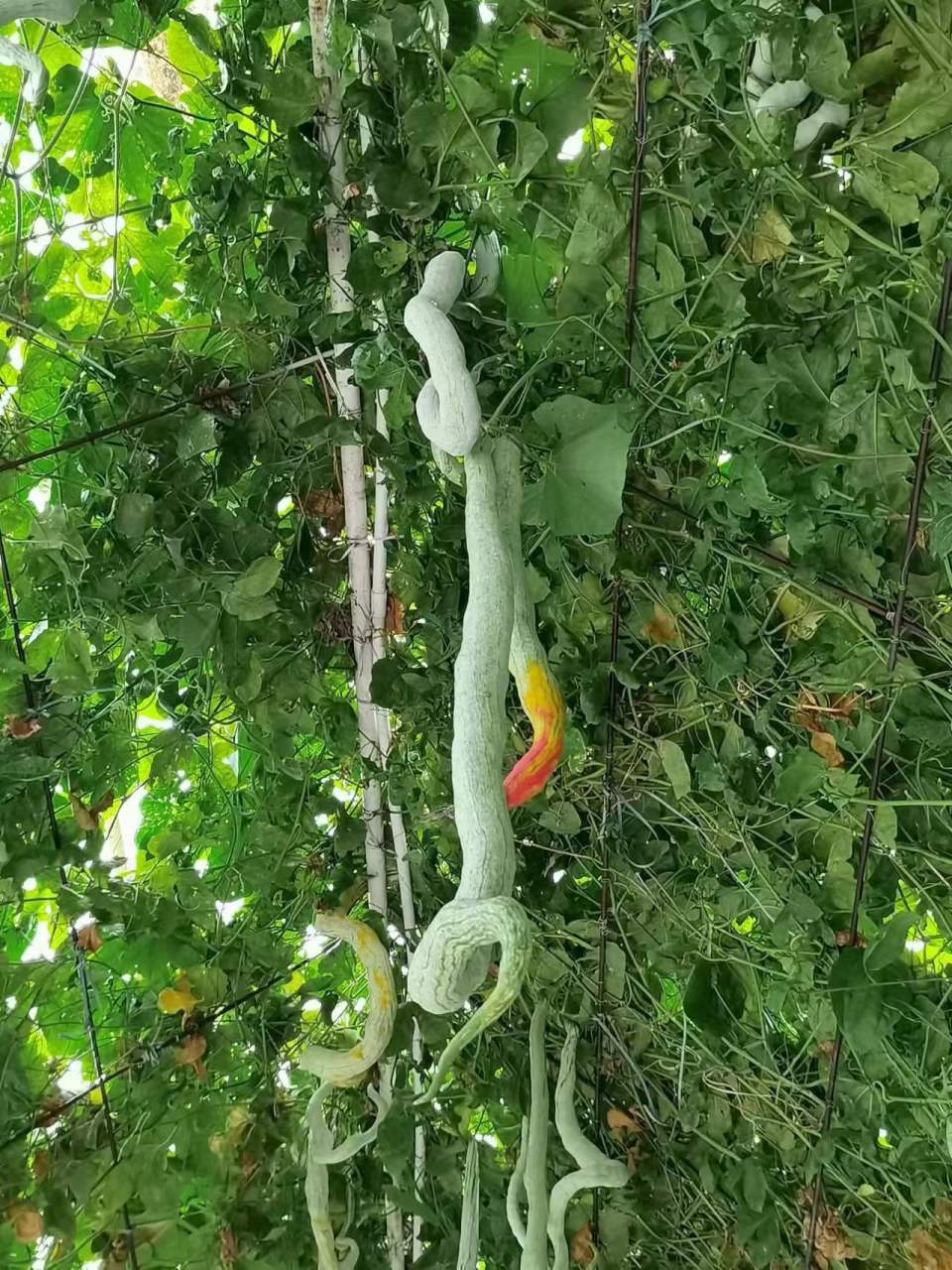 蛇瓜是几十年前从印度引进我国的.作为蔬菜,蛇瓜产量高,味道也不. .