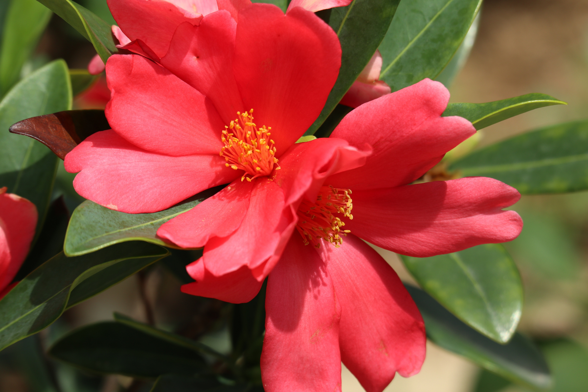 杜鹃叶山茶,花深红色,花大色艳,有着"植物界大熊猫"之称,是继金花茶