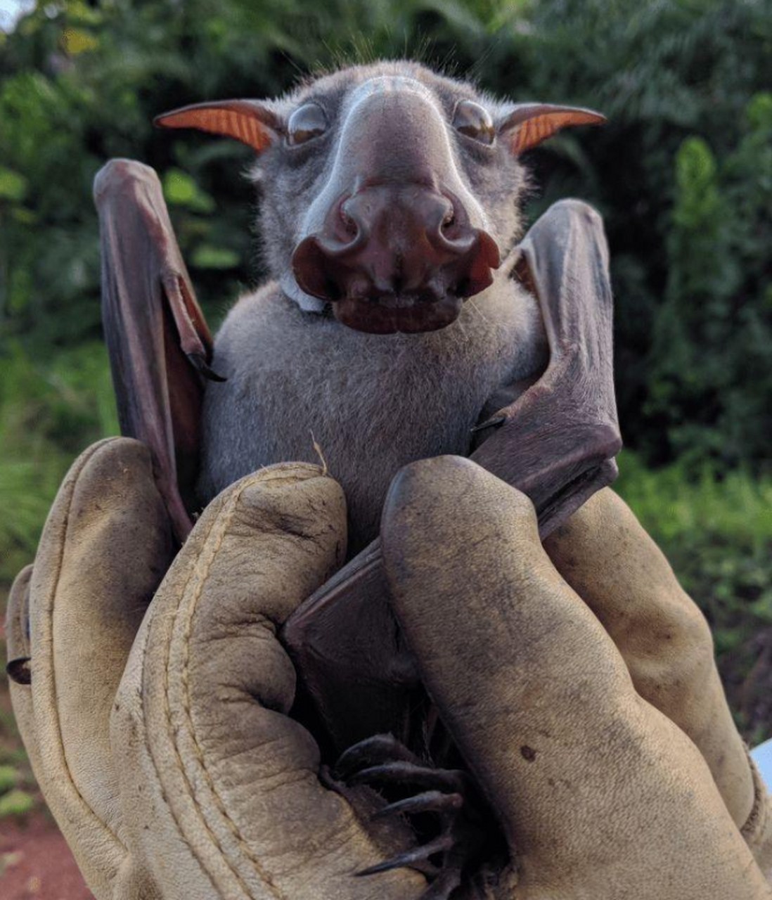 锤头果蝠:这也是一种长得相当"逆天"的蝙蝠,头部形状怪异,乍看之下有