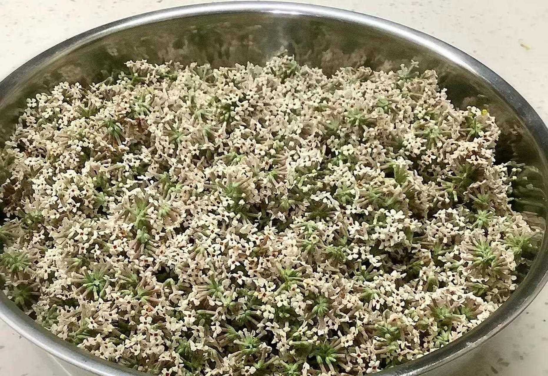 "这羊耳朵花粑粑太好吃了,我今天已经吃了第三块了,还想吃,怎么办?