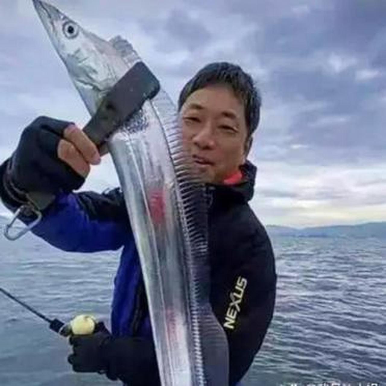 钓上来的带鱼,原来是透明的呀