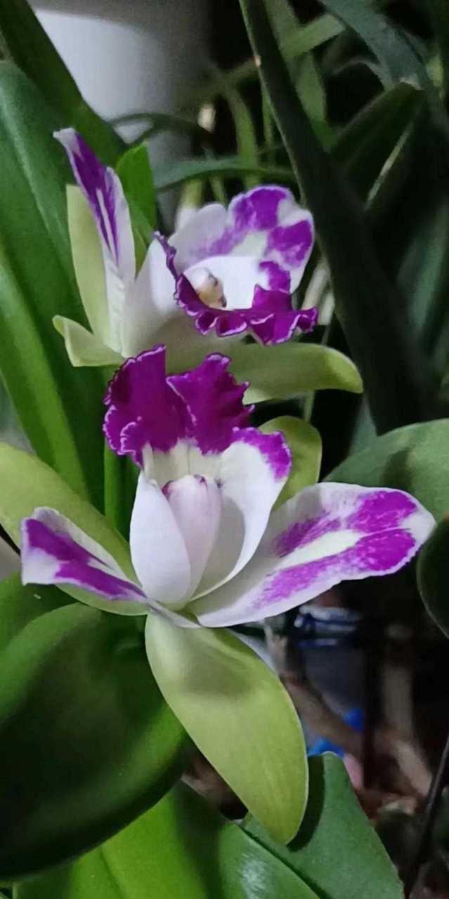 卡特兰绿精灵,花大,雍容而华丽娇艳多变,芳香馥郁,在国际上有洋兰之王