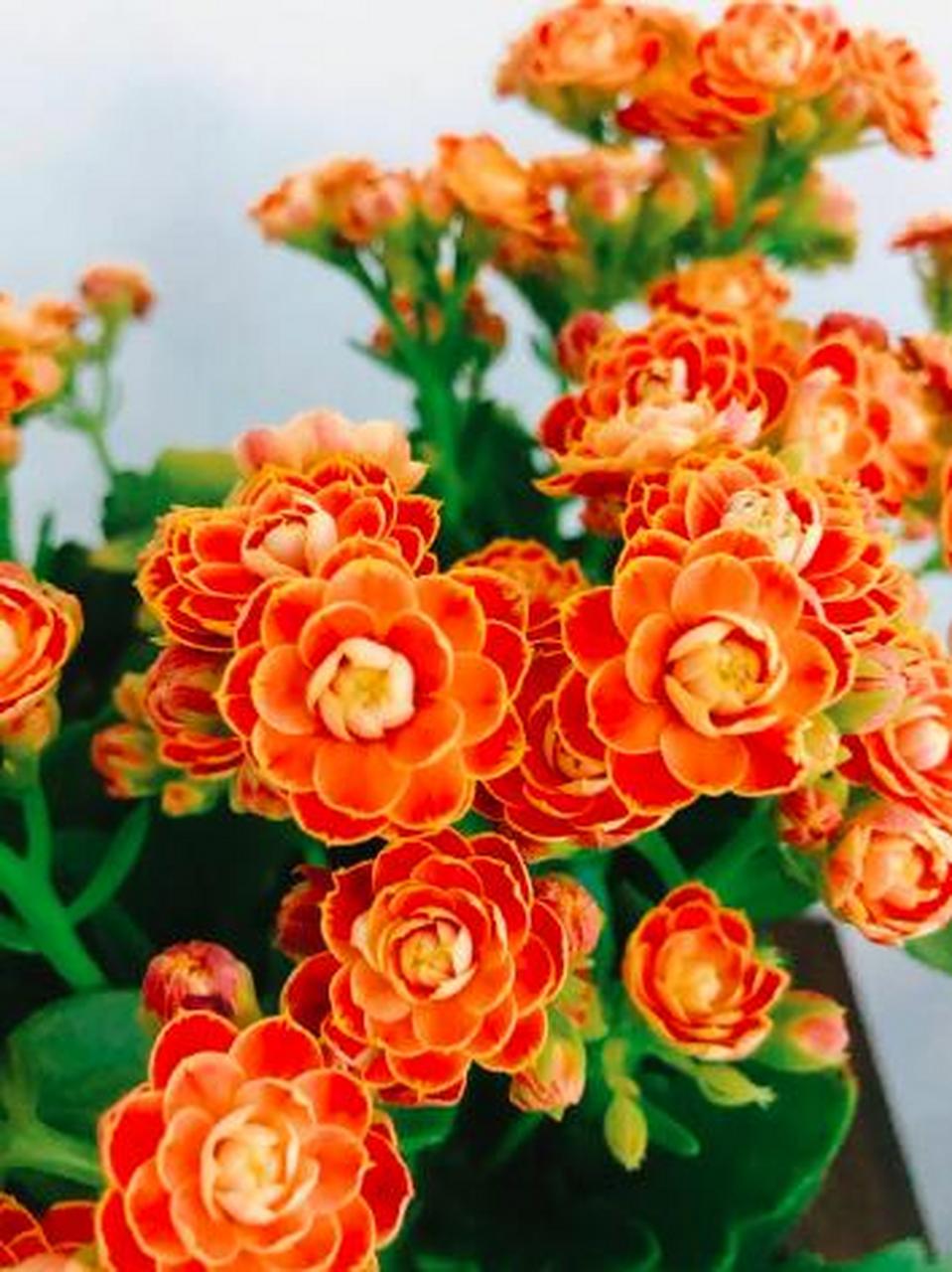 长寿花又名寿星花,矮伽蓝菜,圣诞伽蓝菜,为景天科多年生常绿多肉多浆