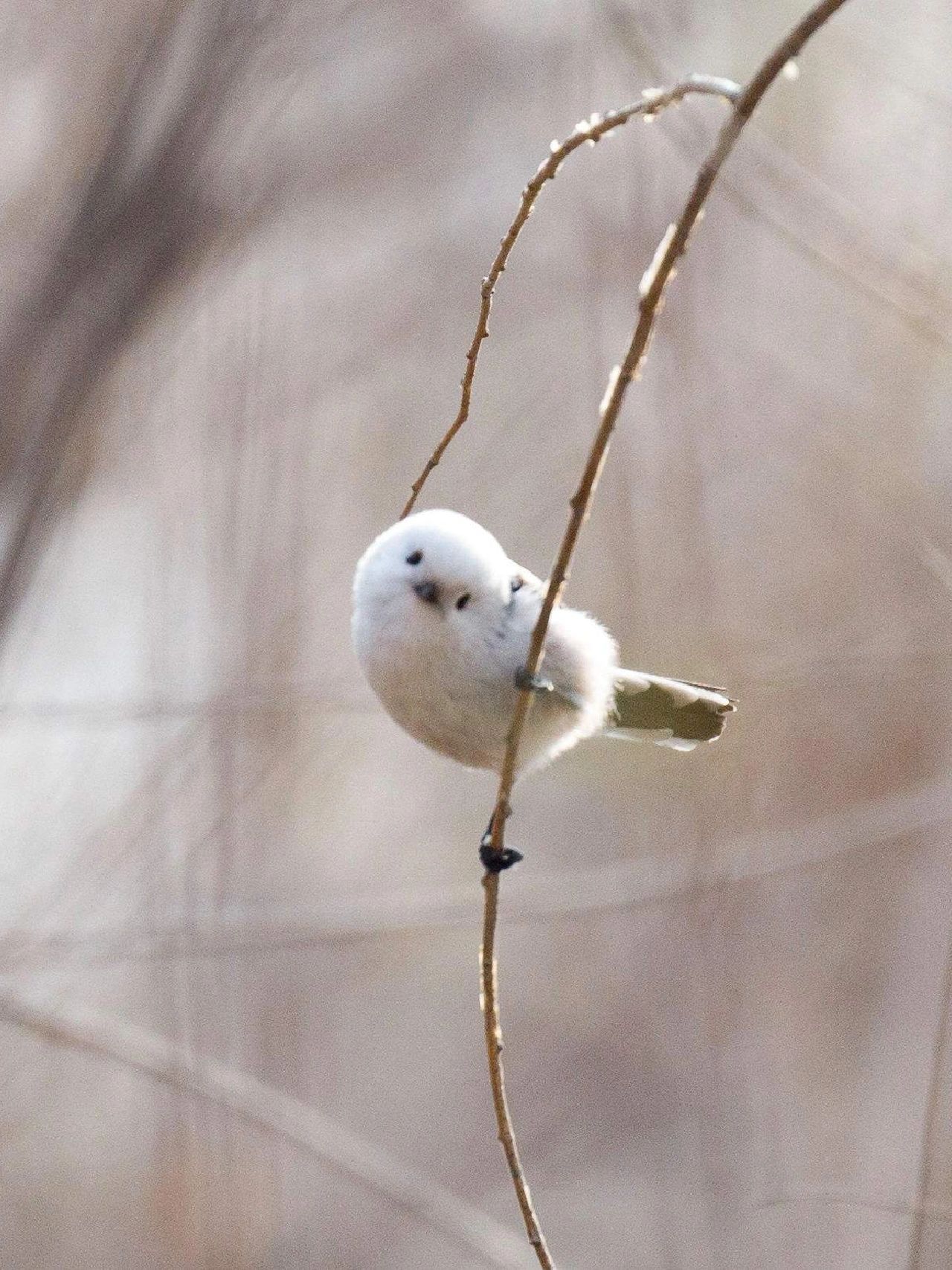 自带耳机的"小肥啾"|北长尾山雀  当我们谈论"小肥啾"时,可能很容易让