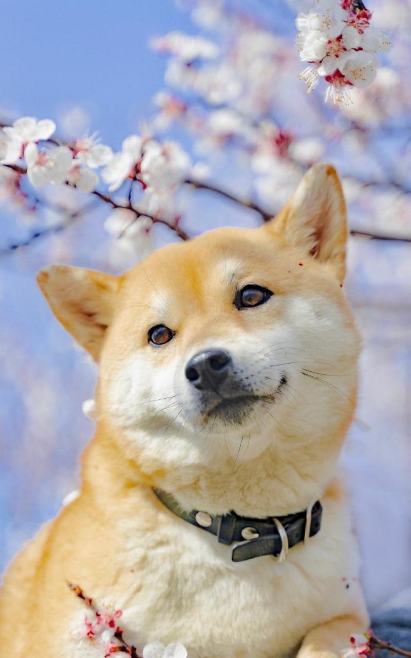 柴犬狗狗春天的写真,好治愈啊 #中国版chatgpt来了# #搞笑萌宠